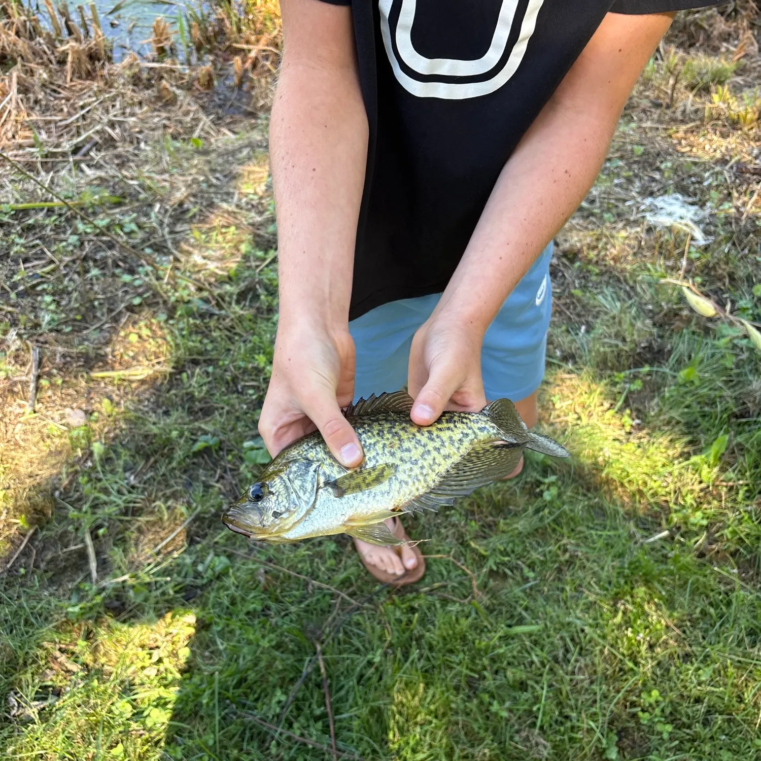 Fish caught on Fishbrain
