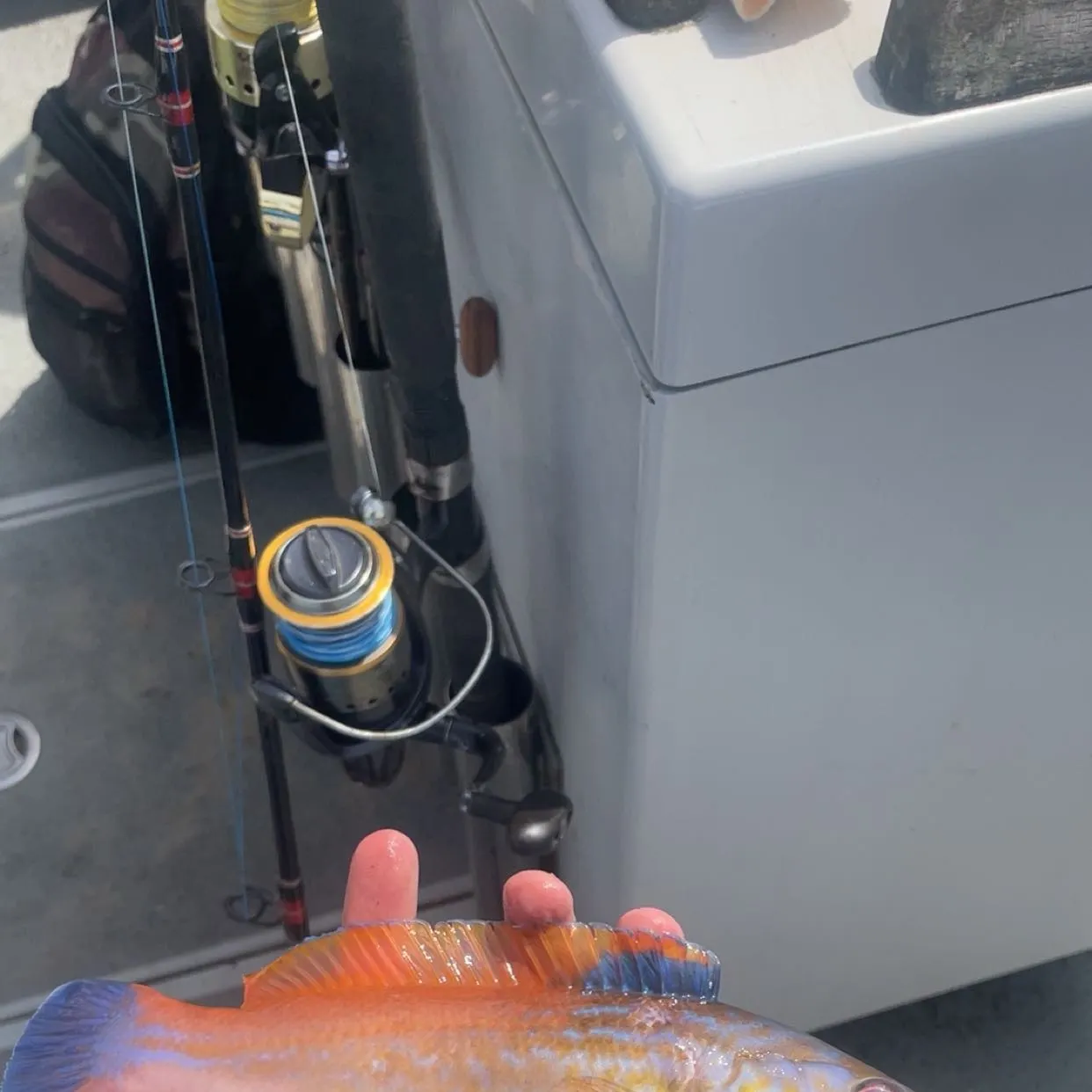 The most recent Cuckoo wrasse catches on Fishbrain