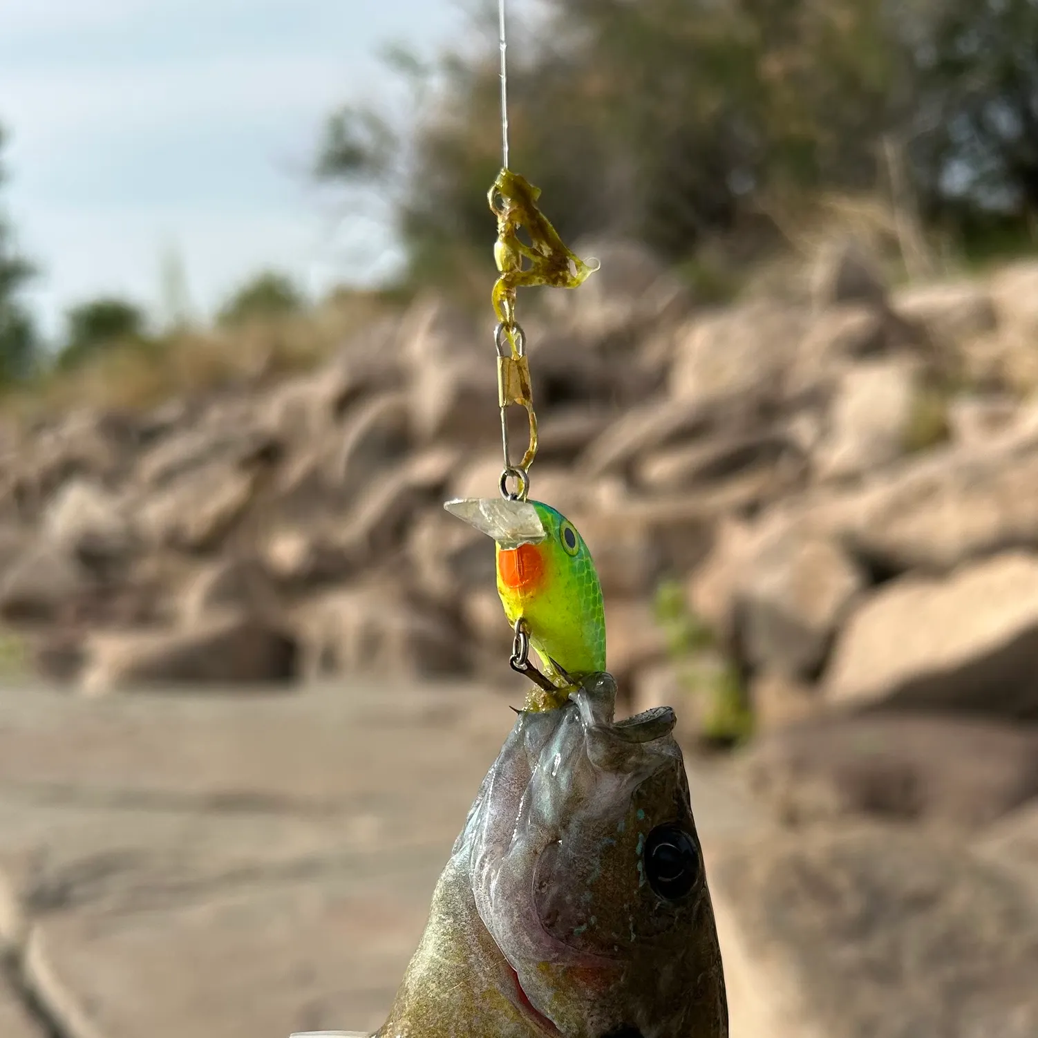 catch