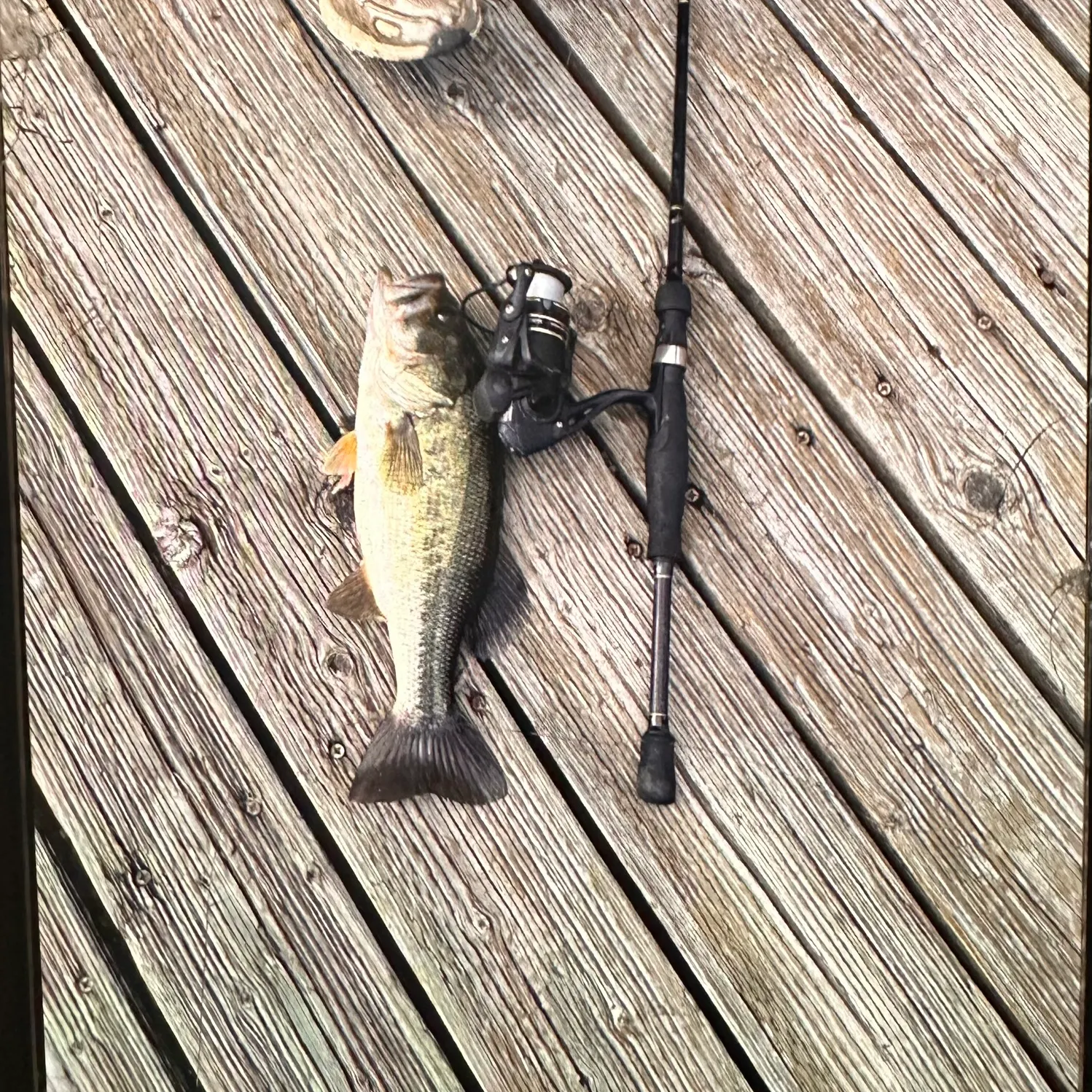 Largemouth bass caught on Fishbrain