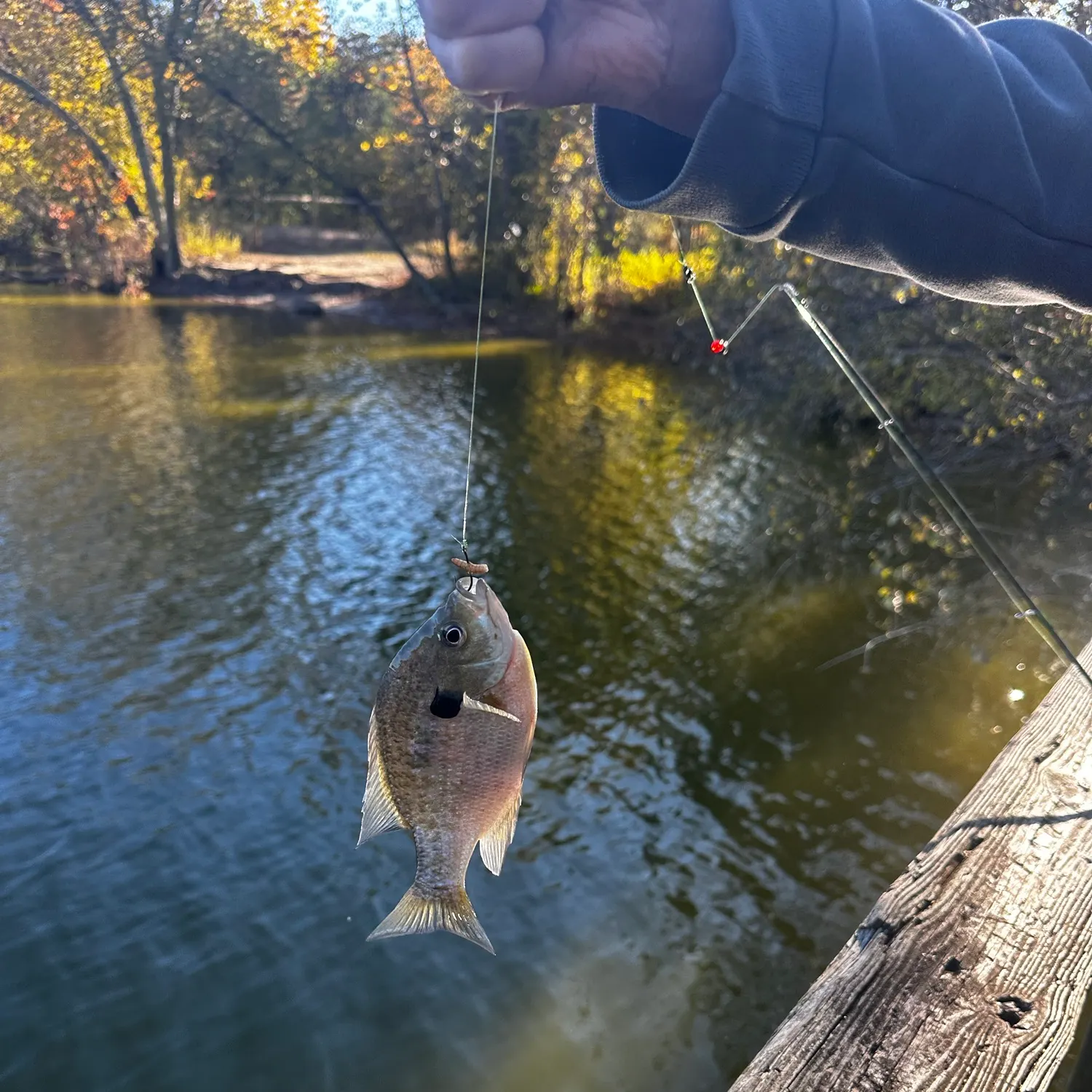 Bluegill caught on Fishbrain
