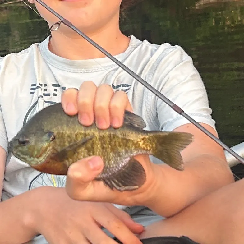 Bluegill caught on Fishbrain