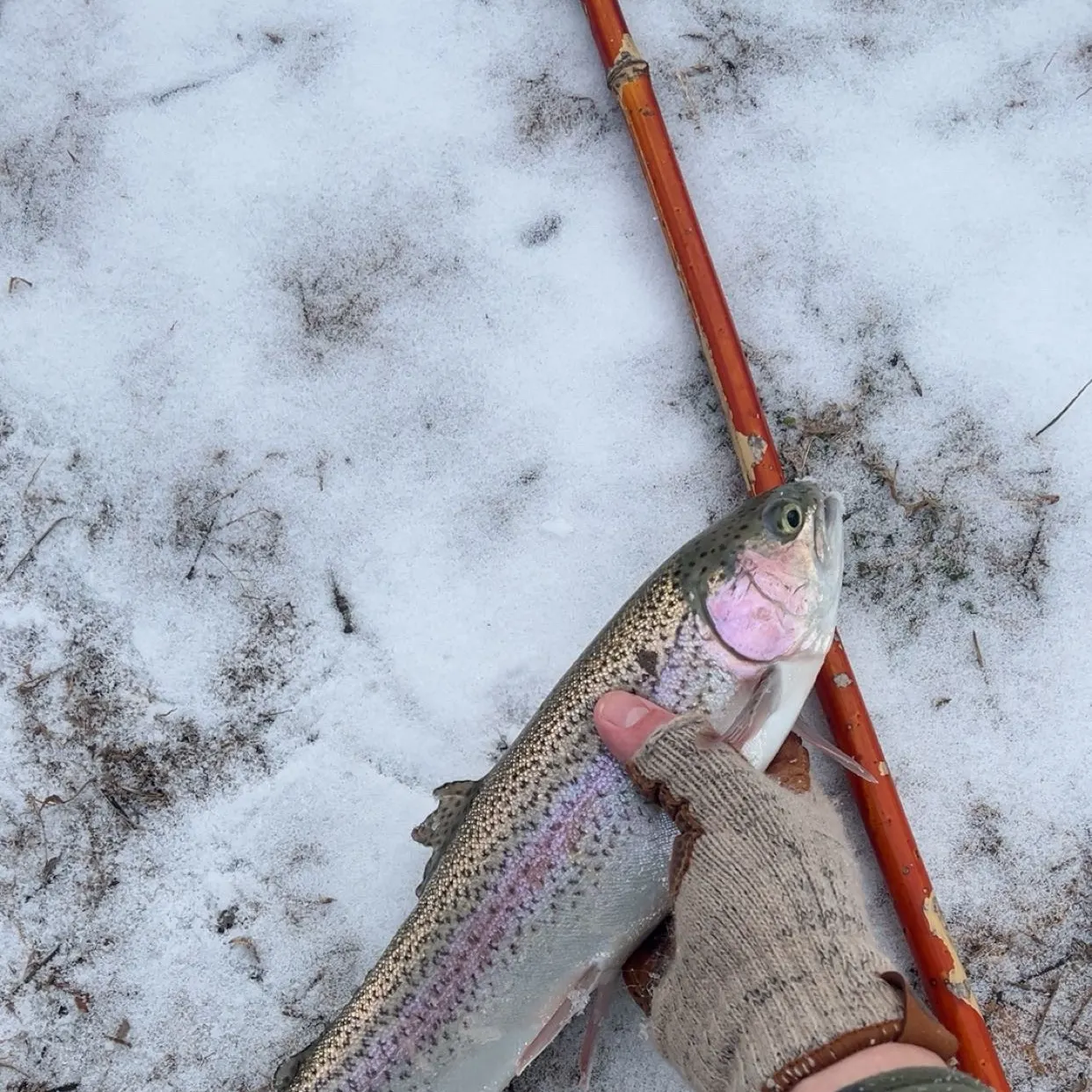 The most recent Rainbow trout catches on Fishbrain