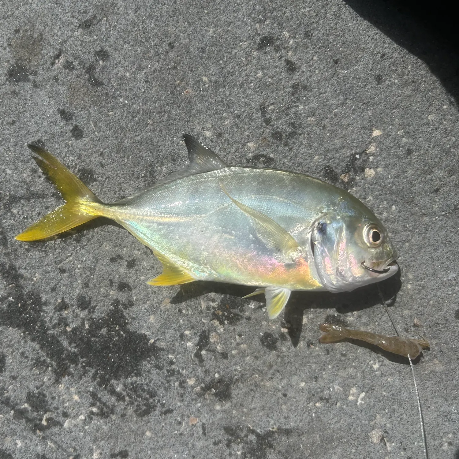 The most recent Yellow jack catches on Fishbrain