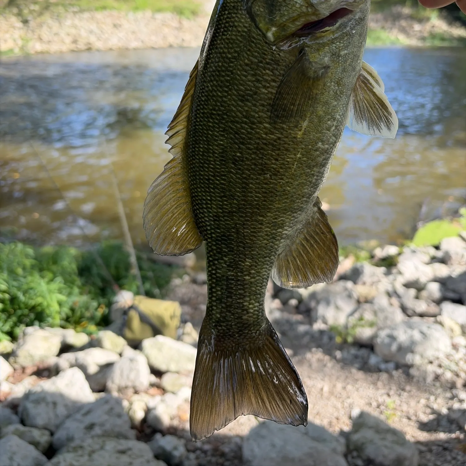 Smallmouth bass caught on Fishbrain