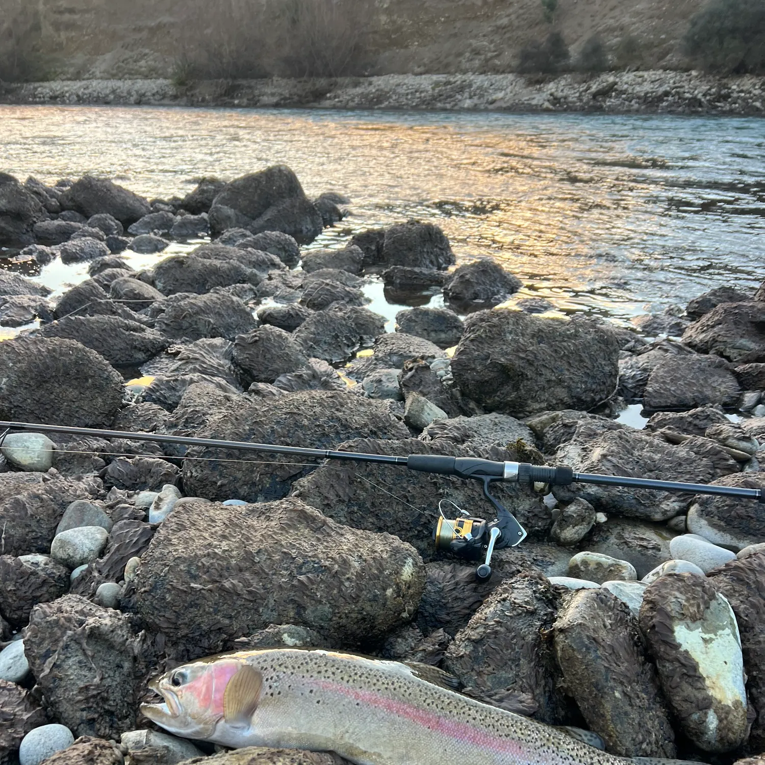 Rainbow trout caught on Fishbrain