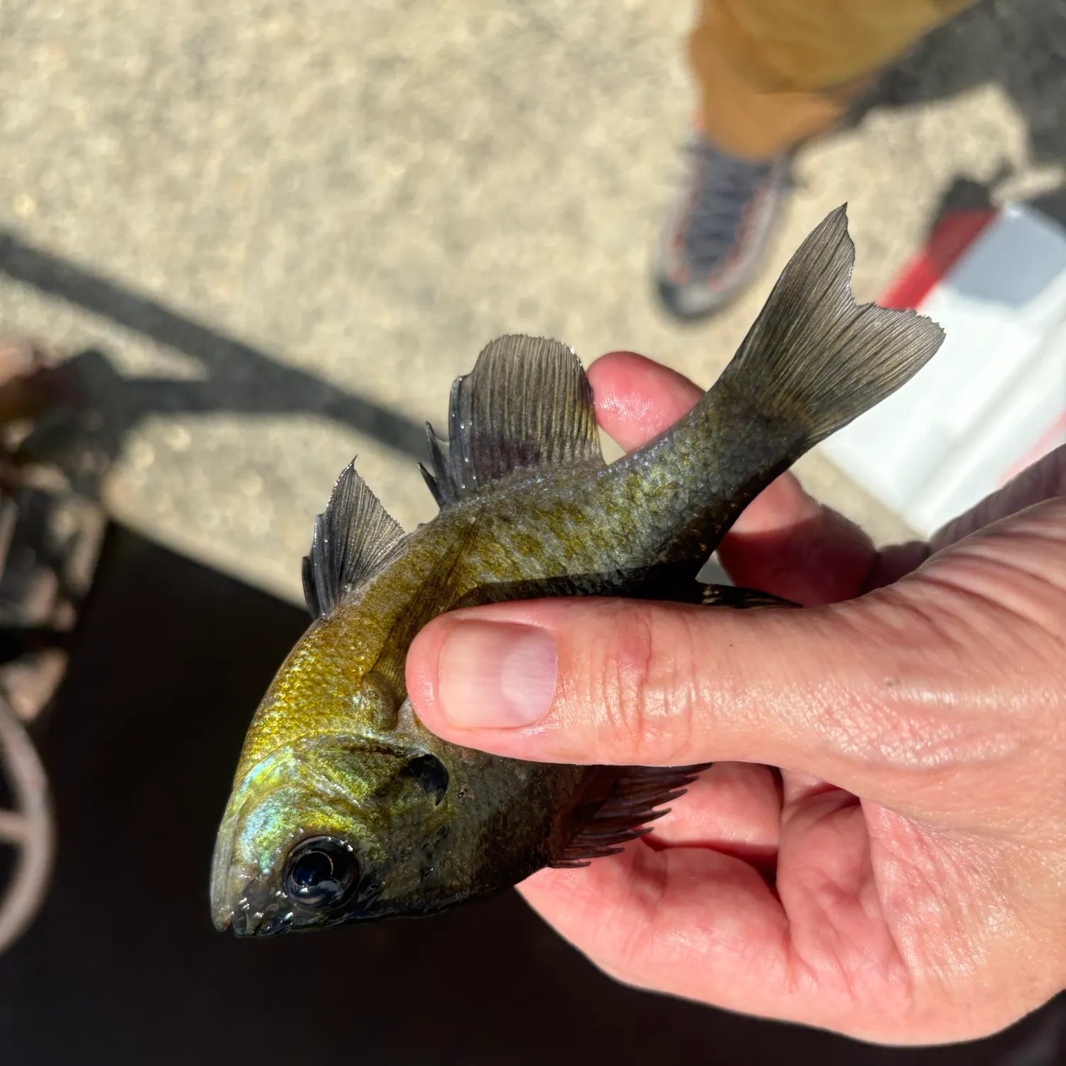 catch