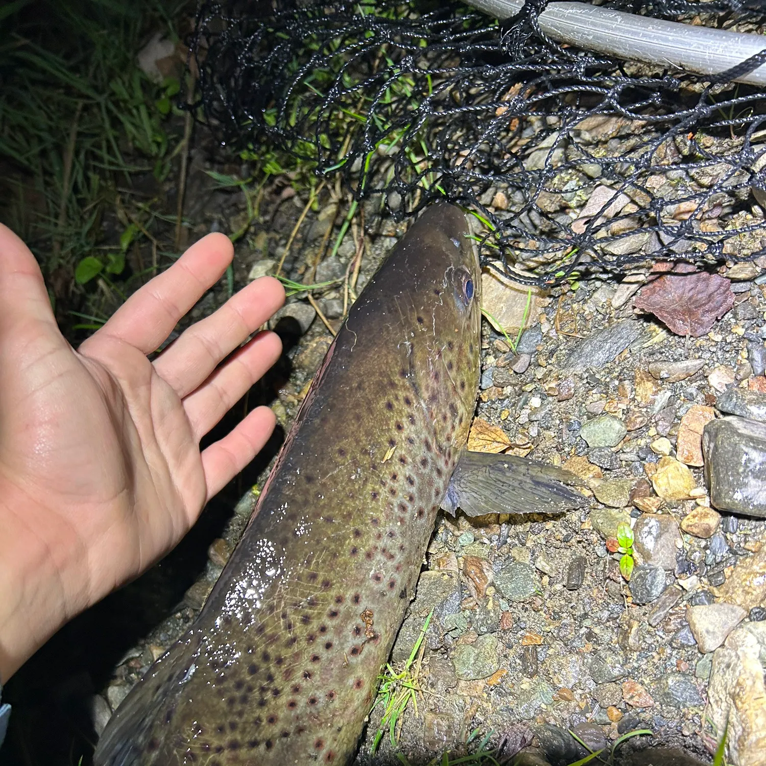 Brown trout caught on Fishbrain