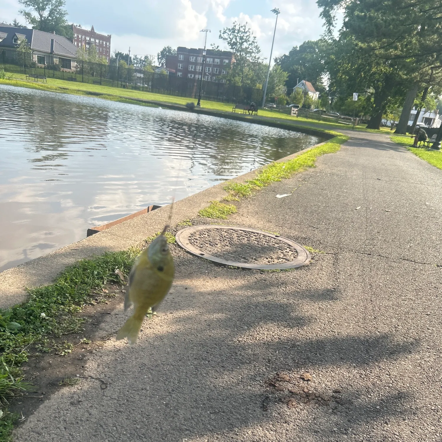 Bluegill caught on Fishbrain