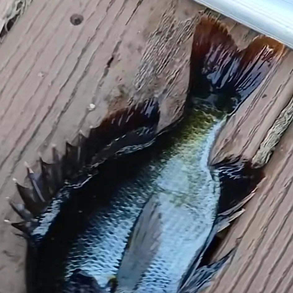 The most recent Spotted sunfish catches on Fishbrain