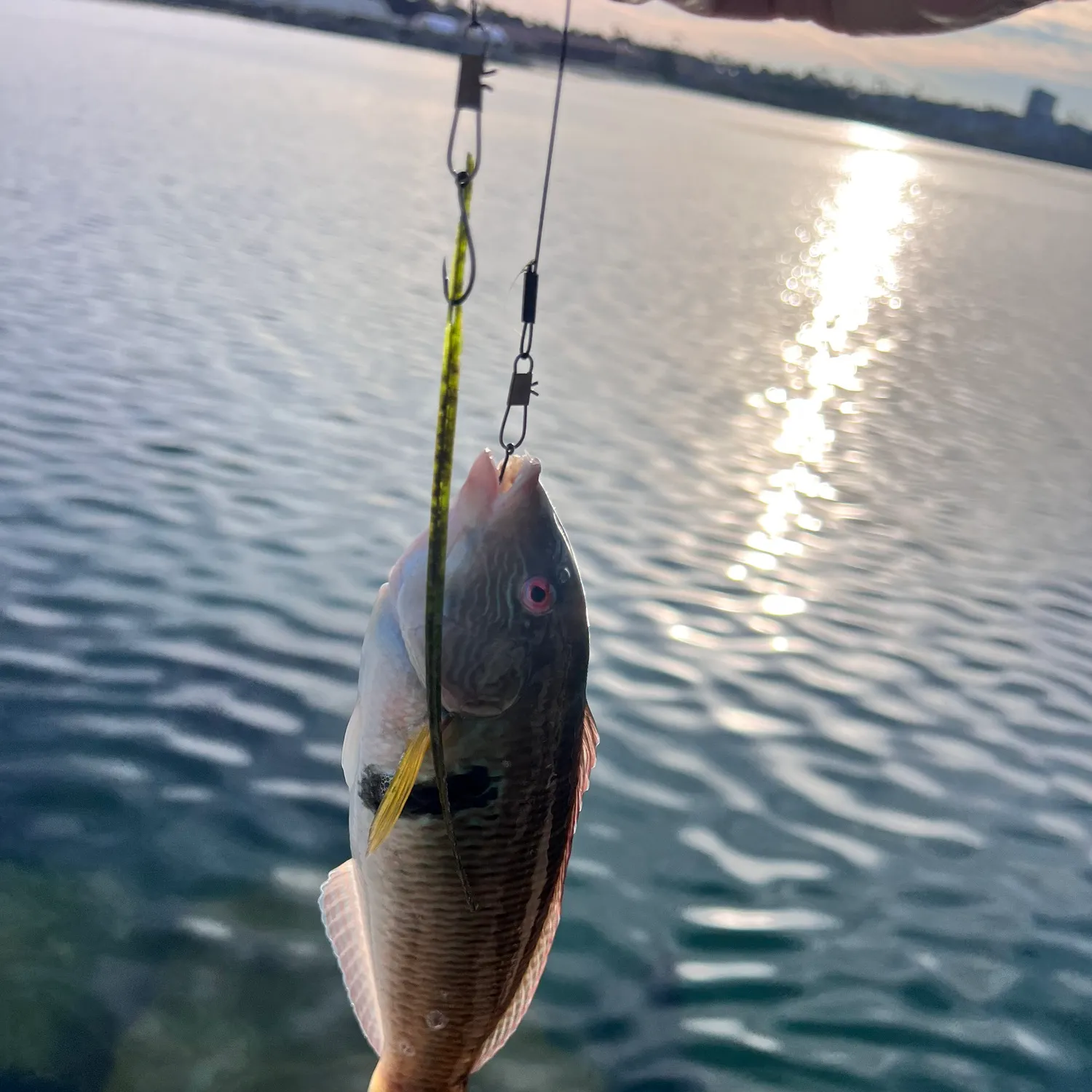 The most recent Rock wrasse catches on Fishbrain
