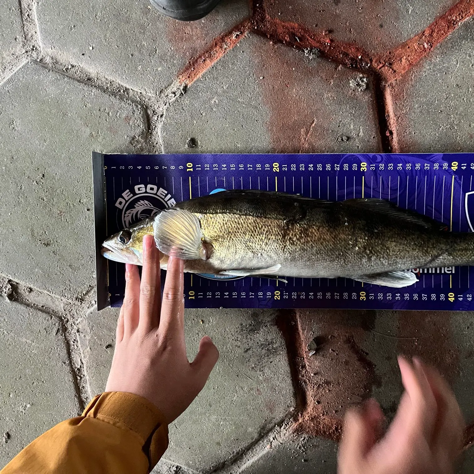 Zander caught on Fishbrain