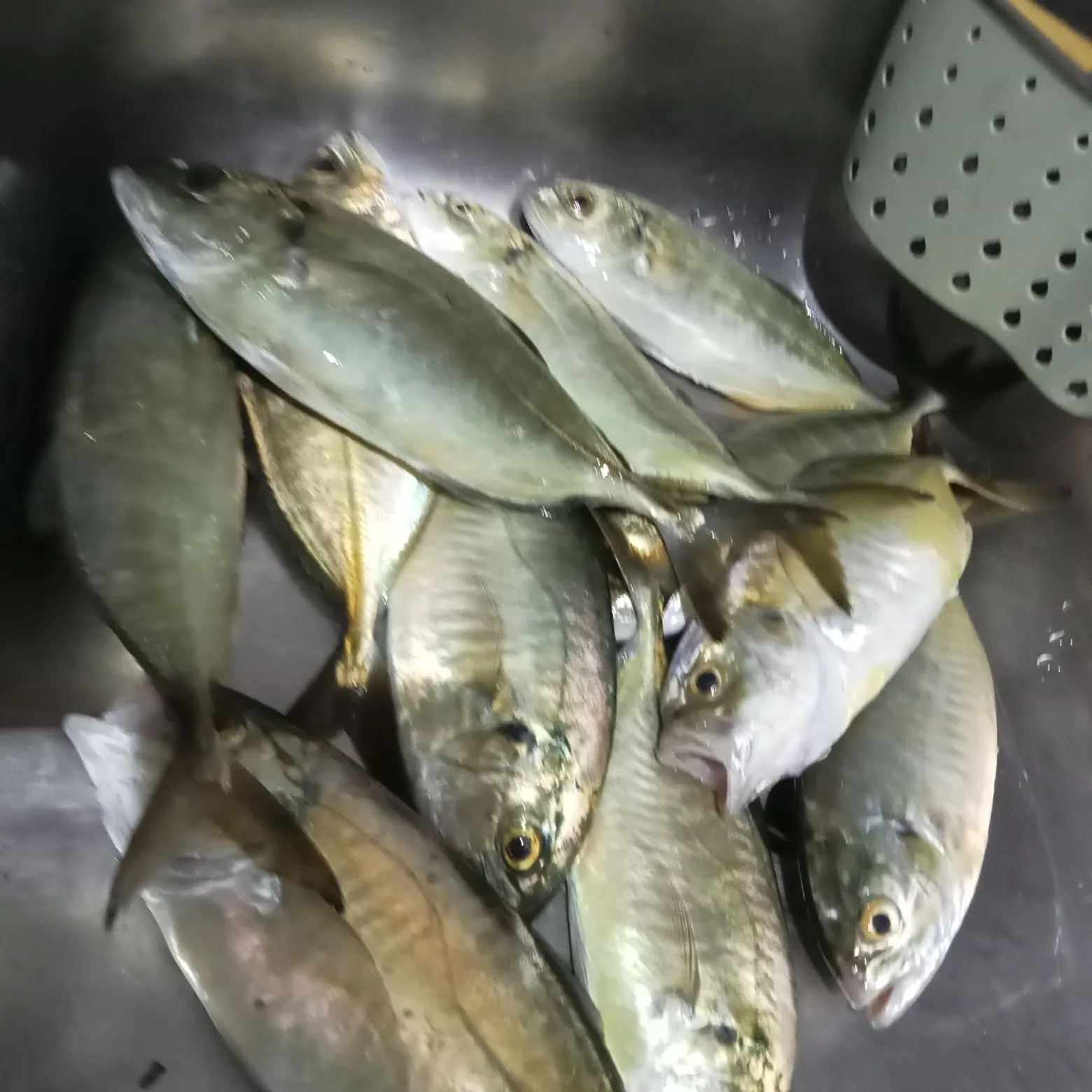 Blue runner caught on Fishbrain