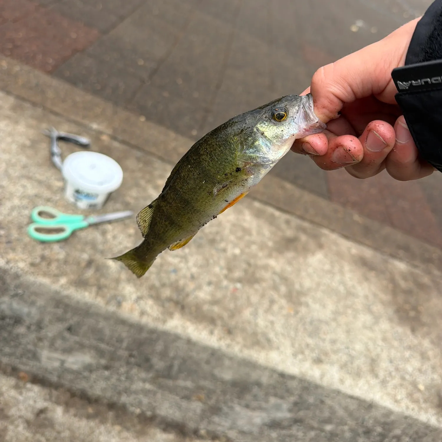 Yellow perch caught on Fishbrain