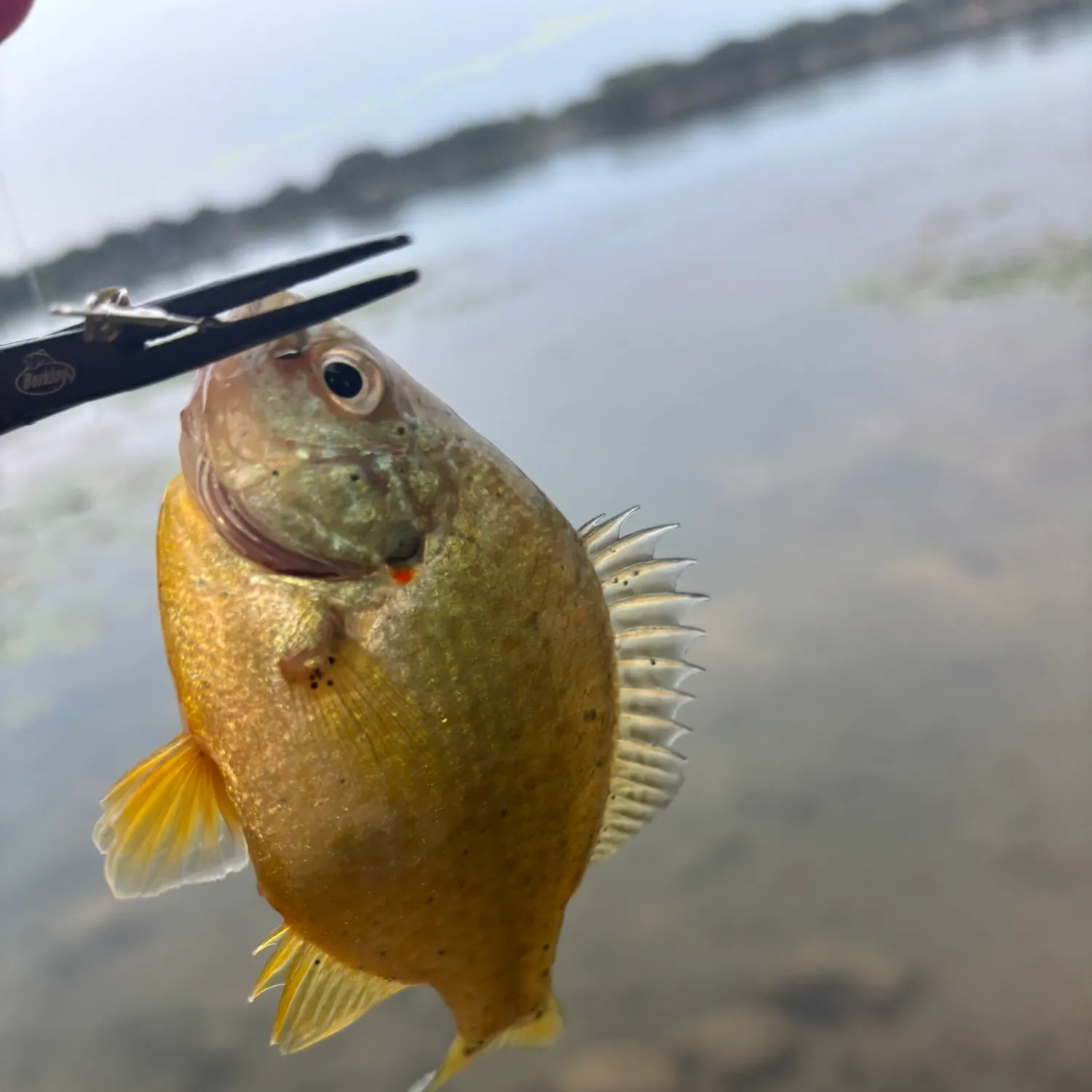 Redear sunfish caught on Fishbrain