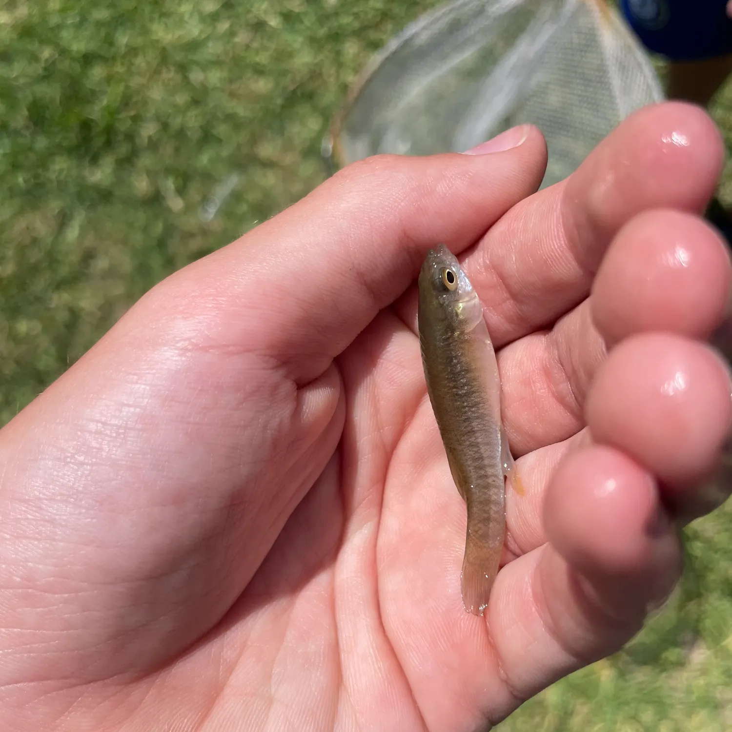 The most recent Mummichog catches on Fishbrain