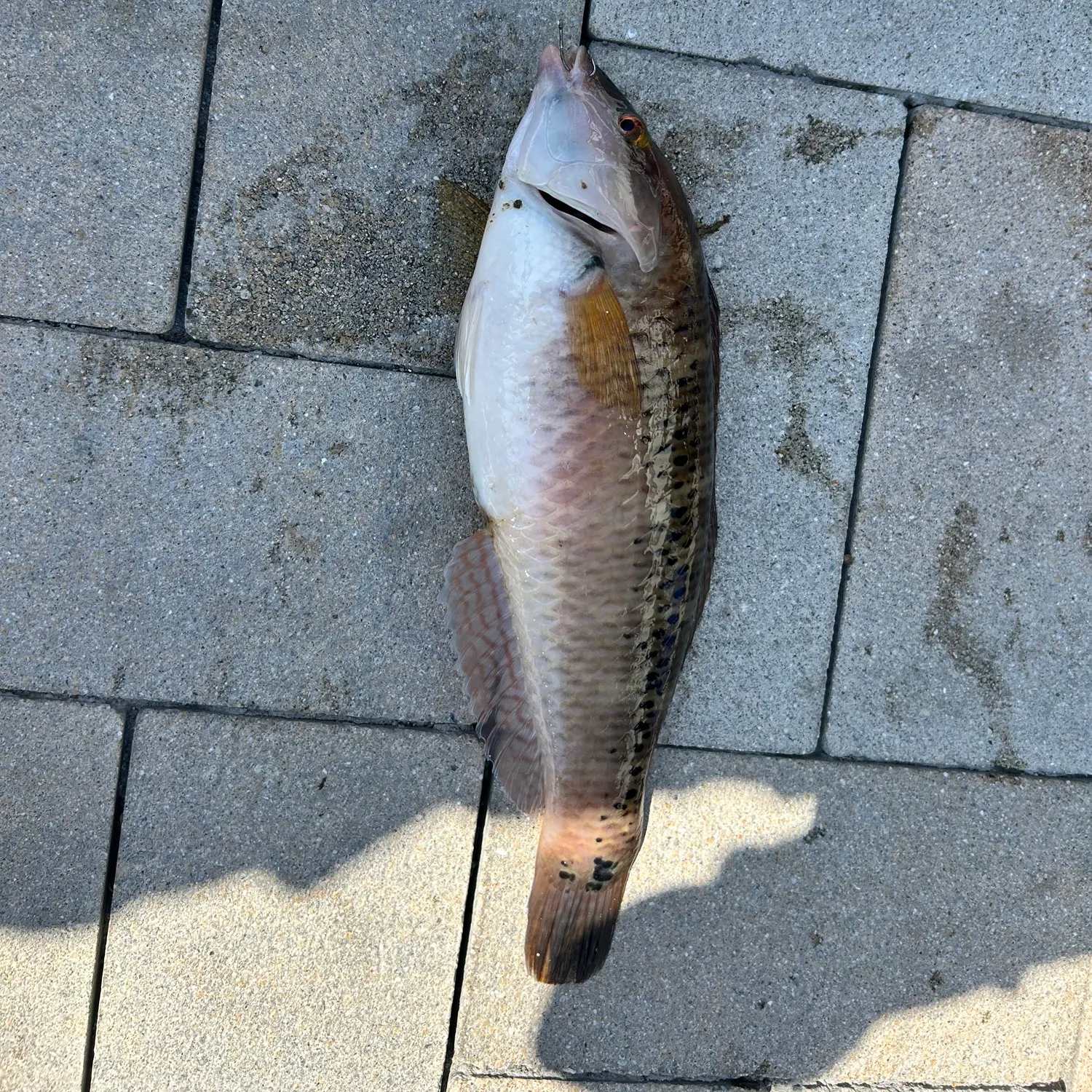 The most recent Common parrotfish catches on Fishbrain