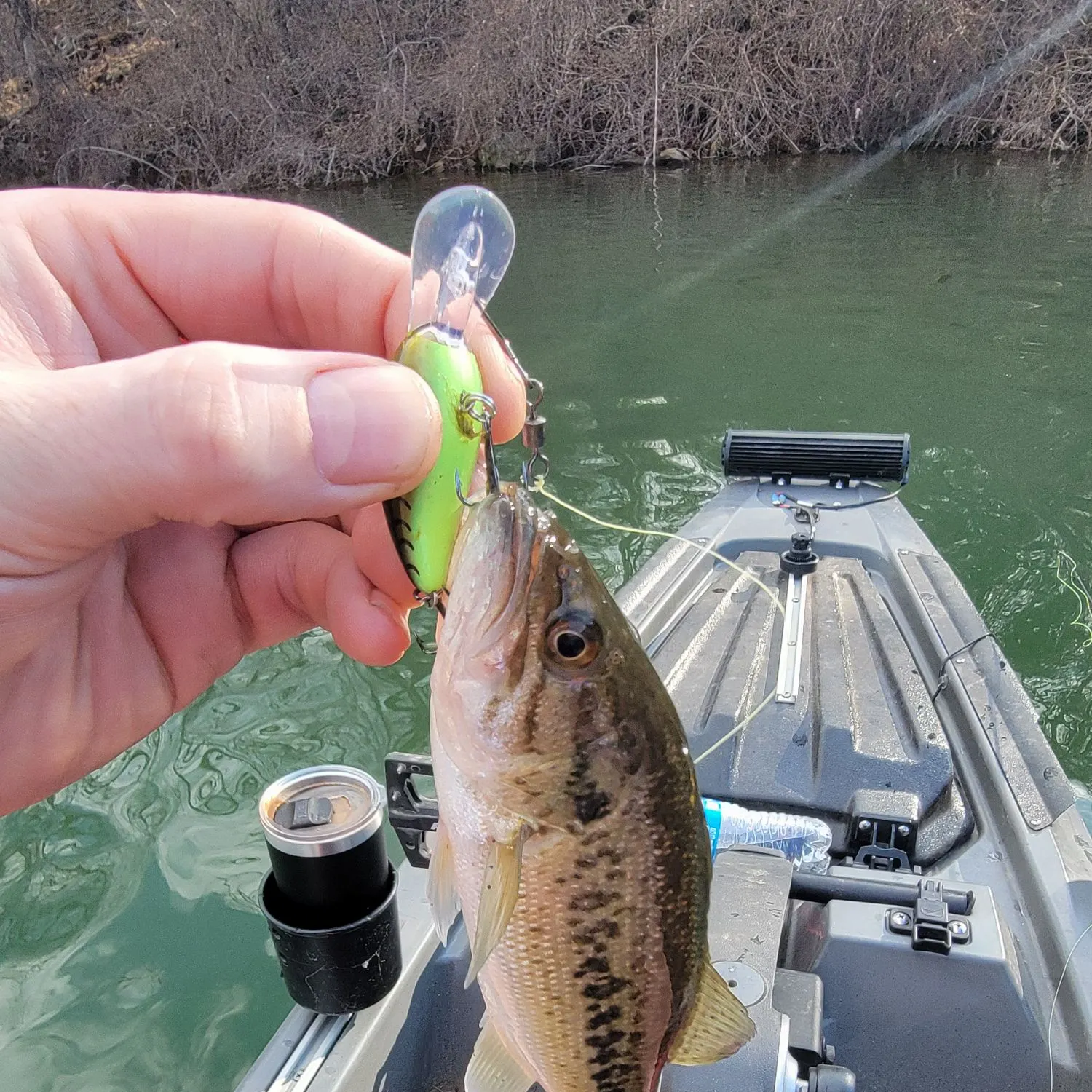 The most recent Inshore lizardfish catches on Fishbrain