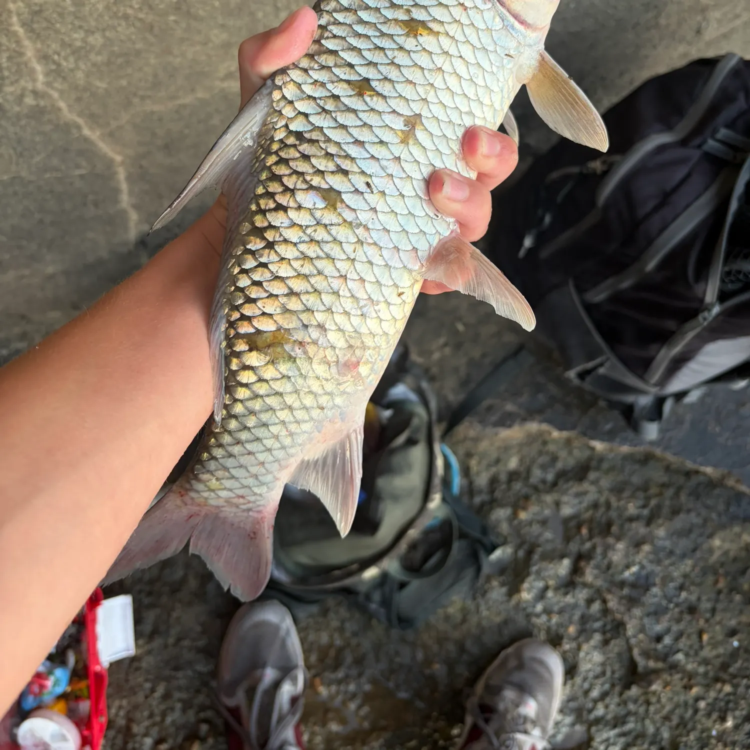 The most recent Quillback catches on Fishbrain