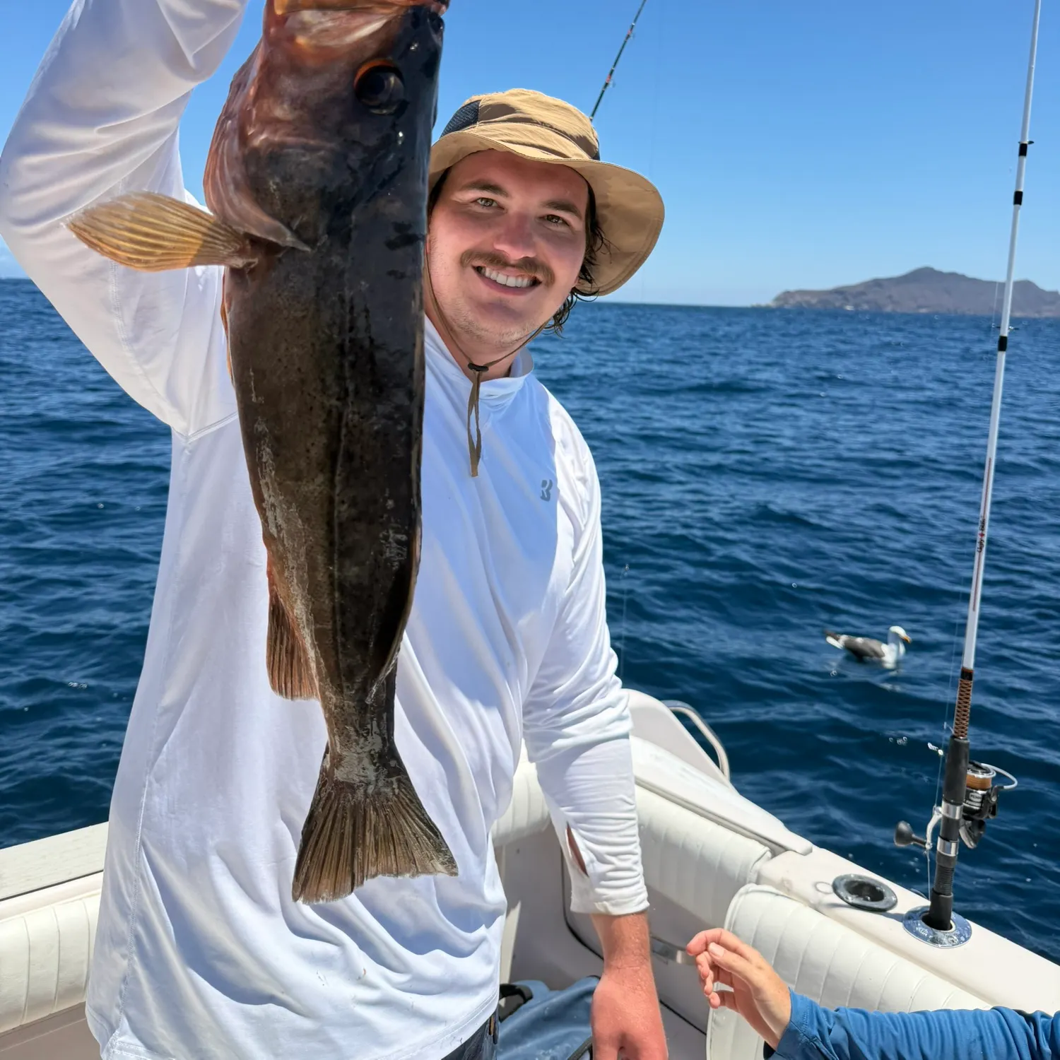 The most recent Bocaccio rockfish catches on Fishbrain