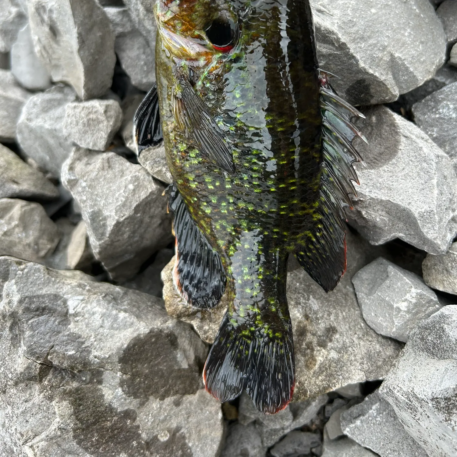 recently logged catches