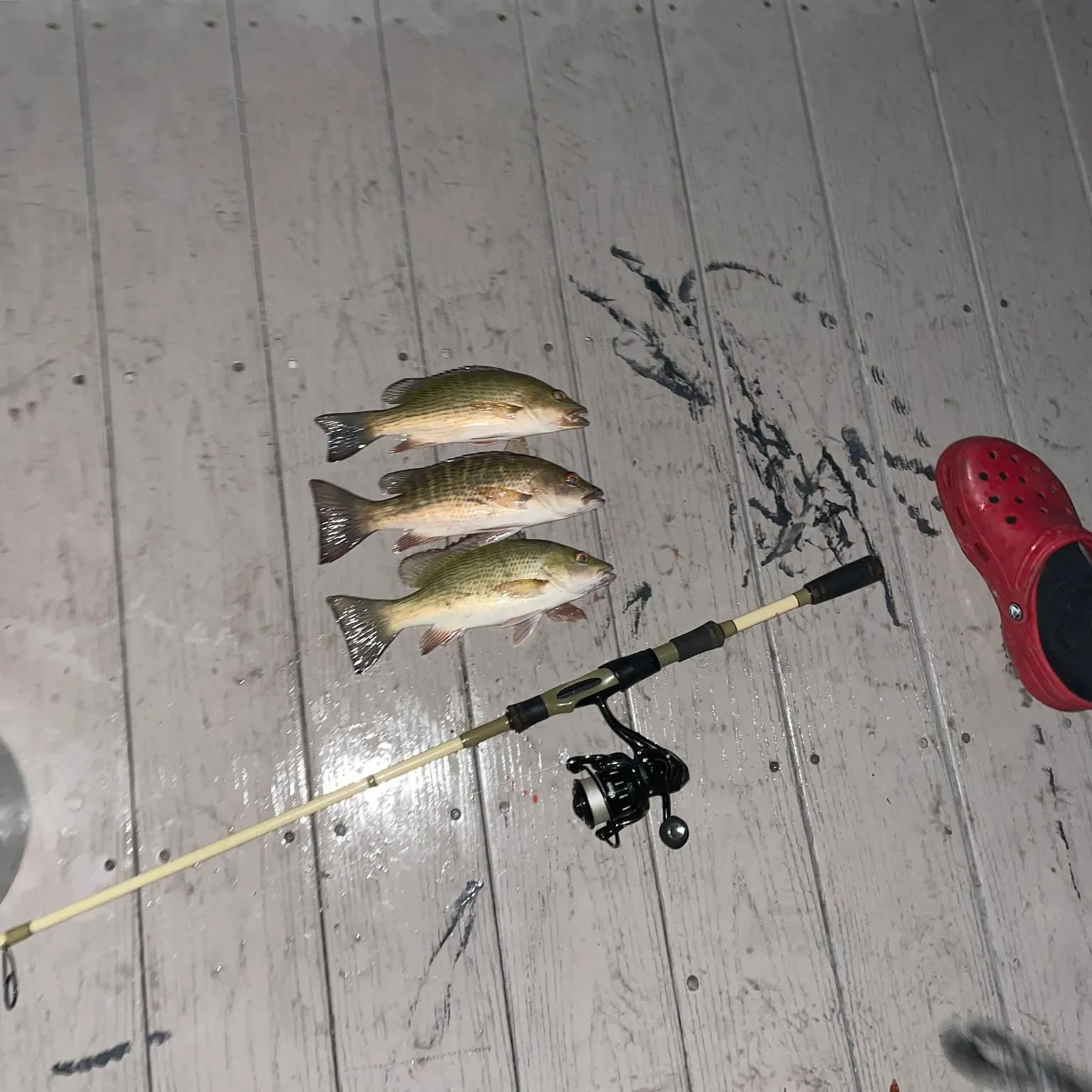 The most recent Mangrove snapper catches on Fishbrain