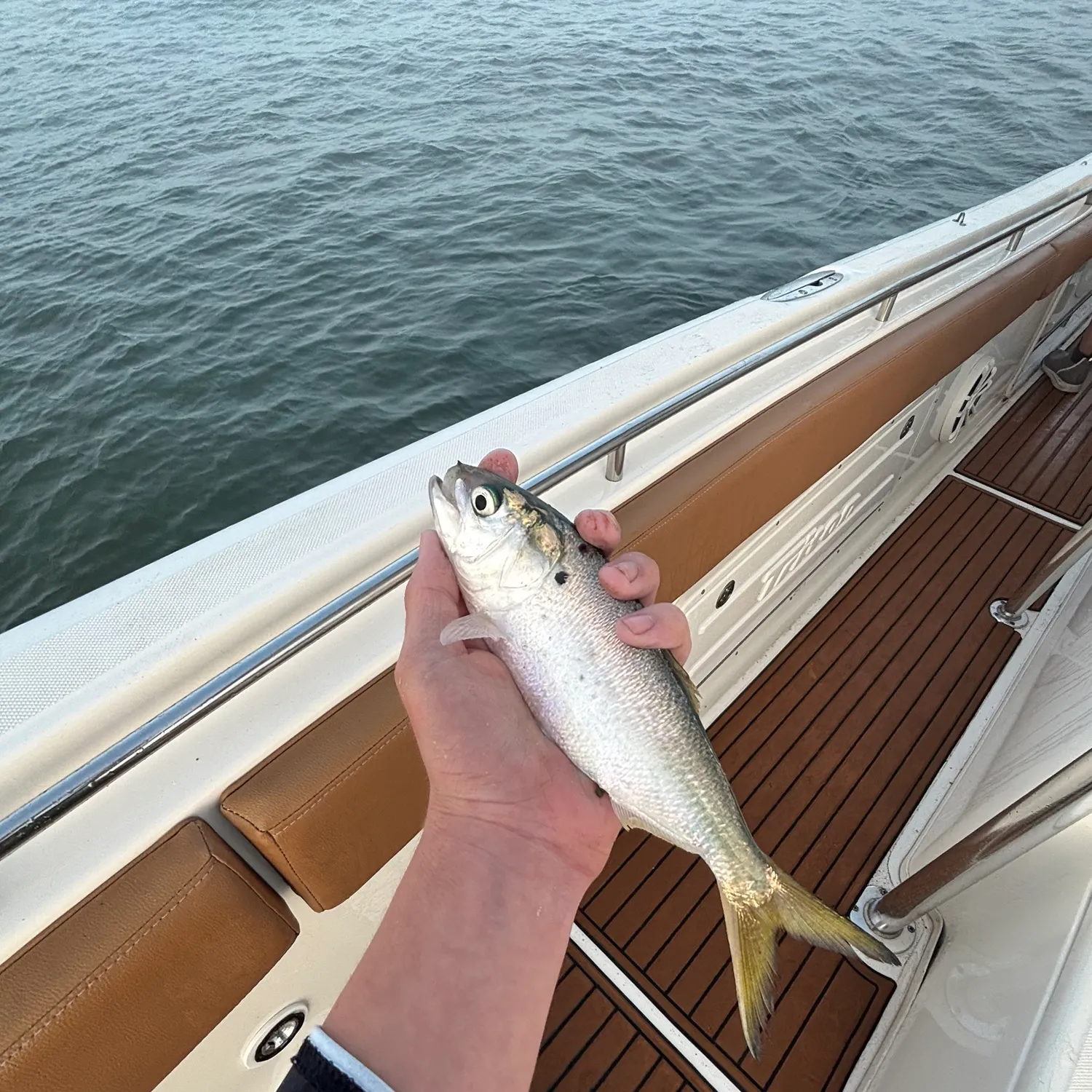 The most recent Yellowfin menhaden catches on Fishbrain