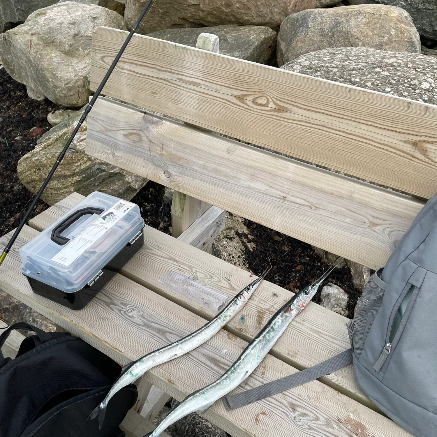 The most recent European garfish catches on Fishbrain