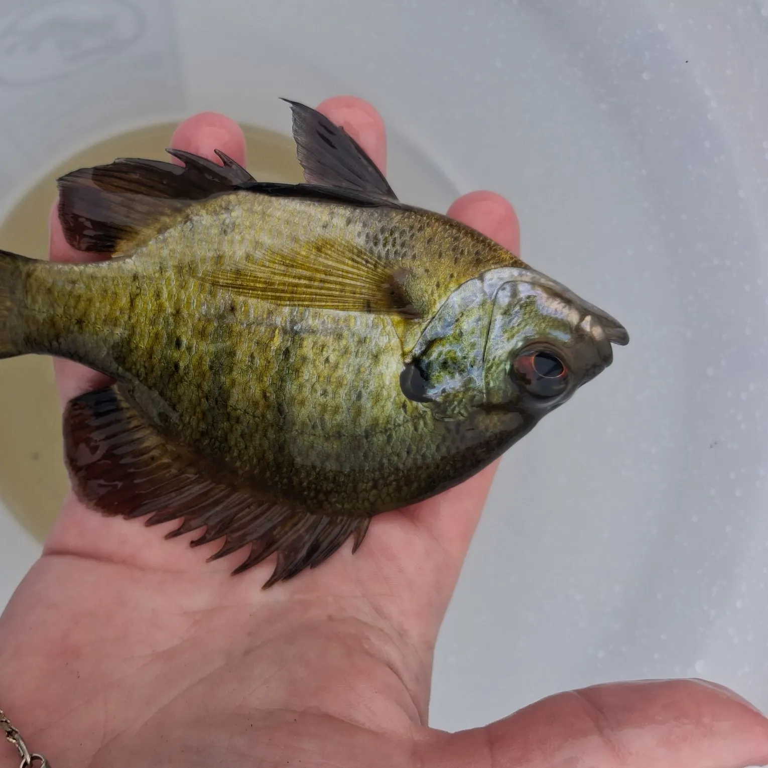 Bluegill caught on Fishbrain