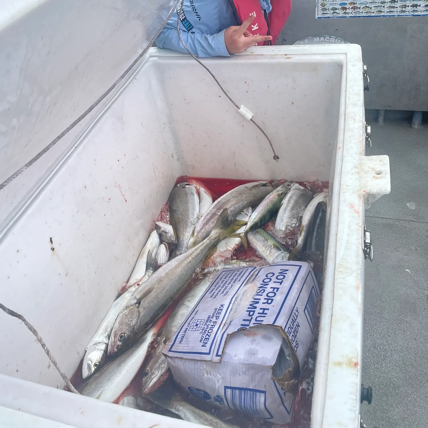 The most recent Geelbeck croaker catches on Fishbrain