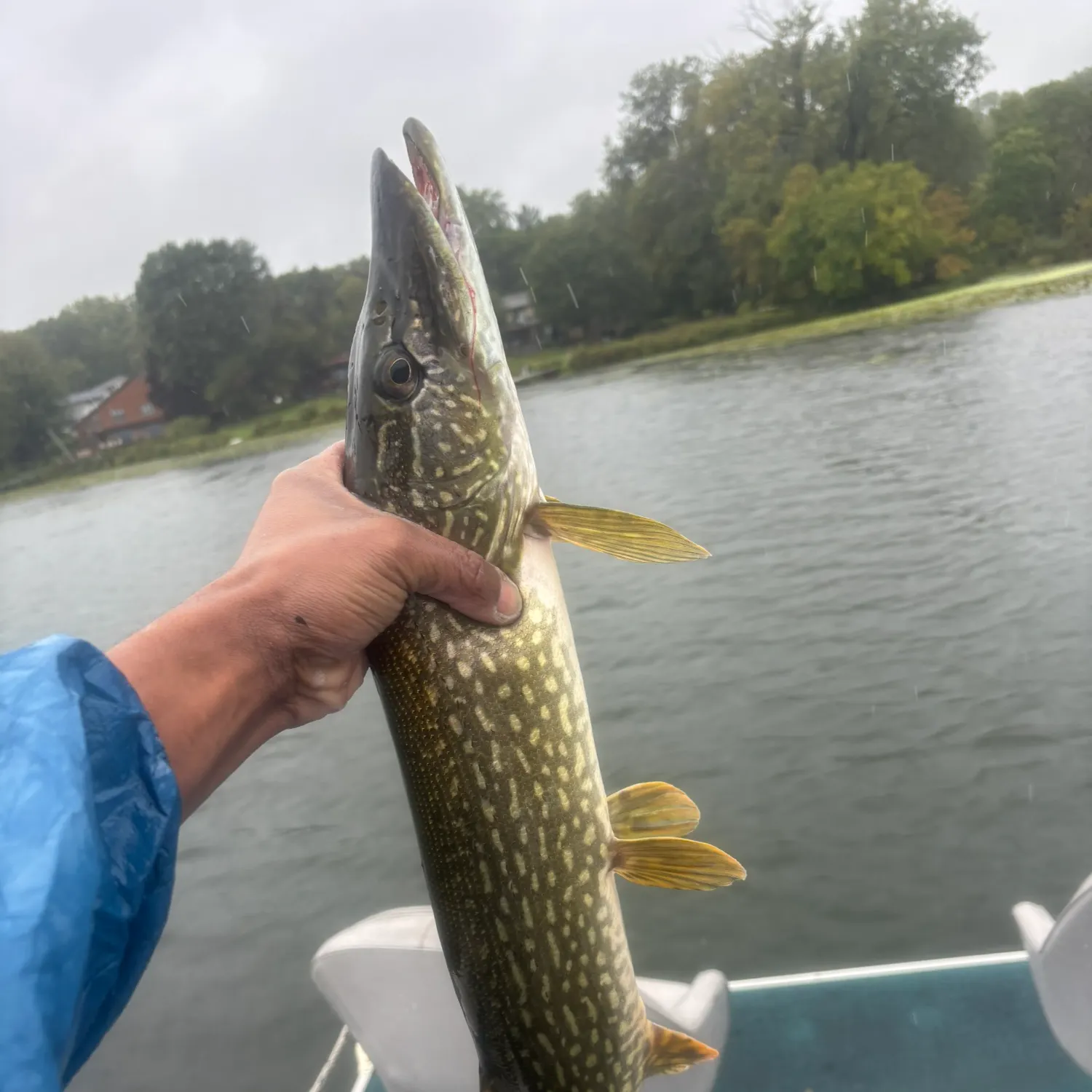 Northern pike caught on Fishbrain