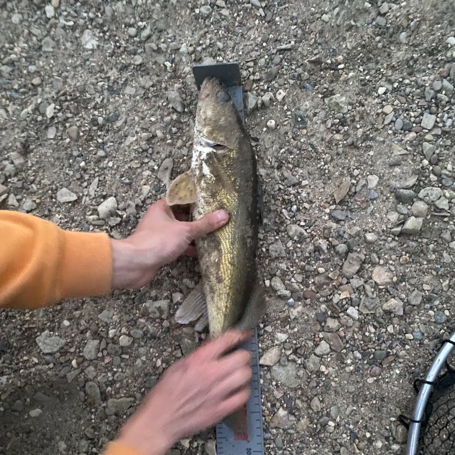 Walleye caught on Fishbrain
