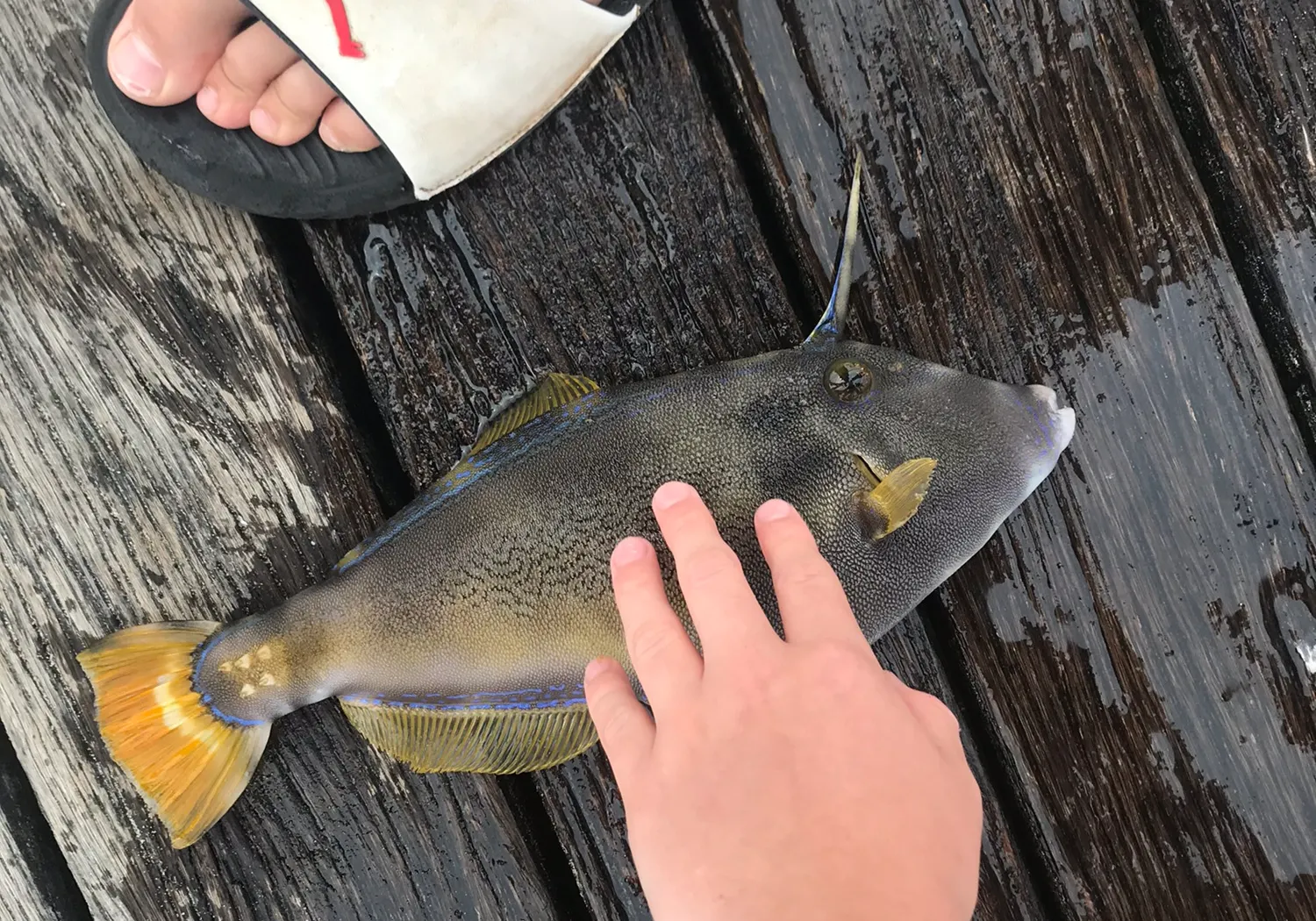 Six-spined leatherjacket