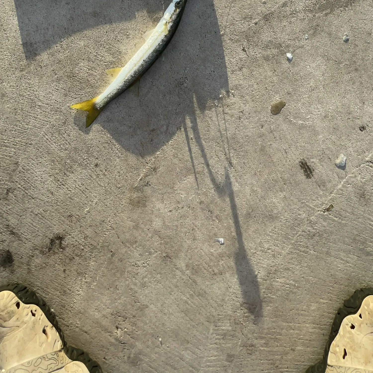The most recent Longfin pike catches on Fishbrain