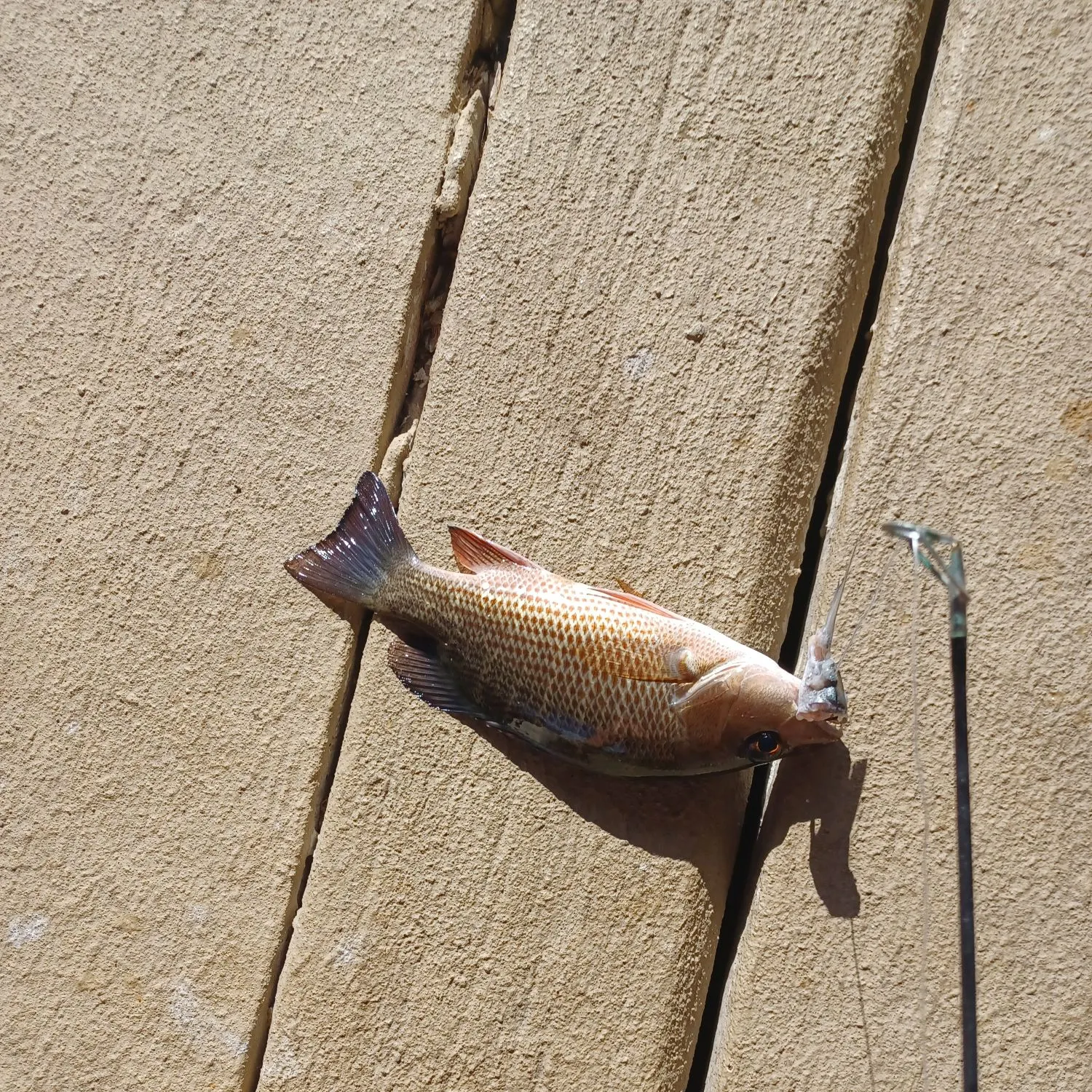 Mangrove snapper caught on Fishbrain
