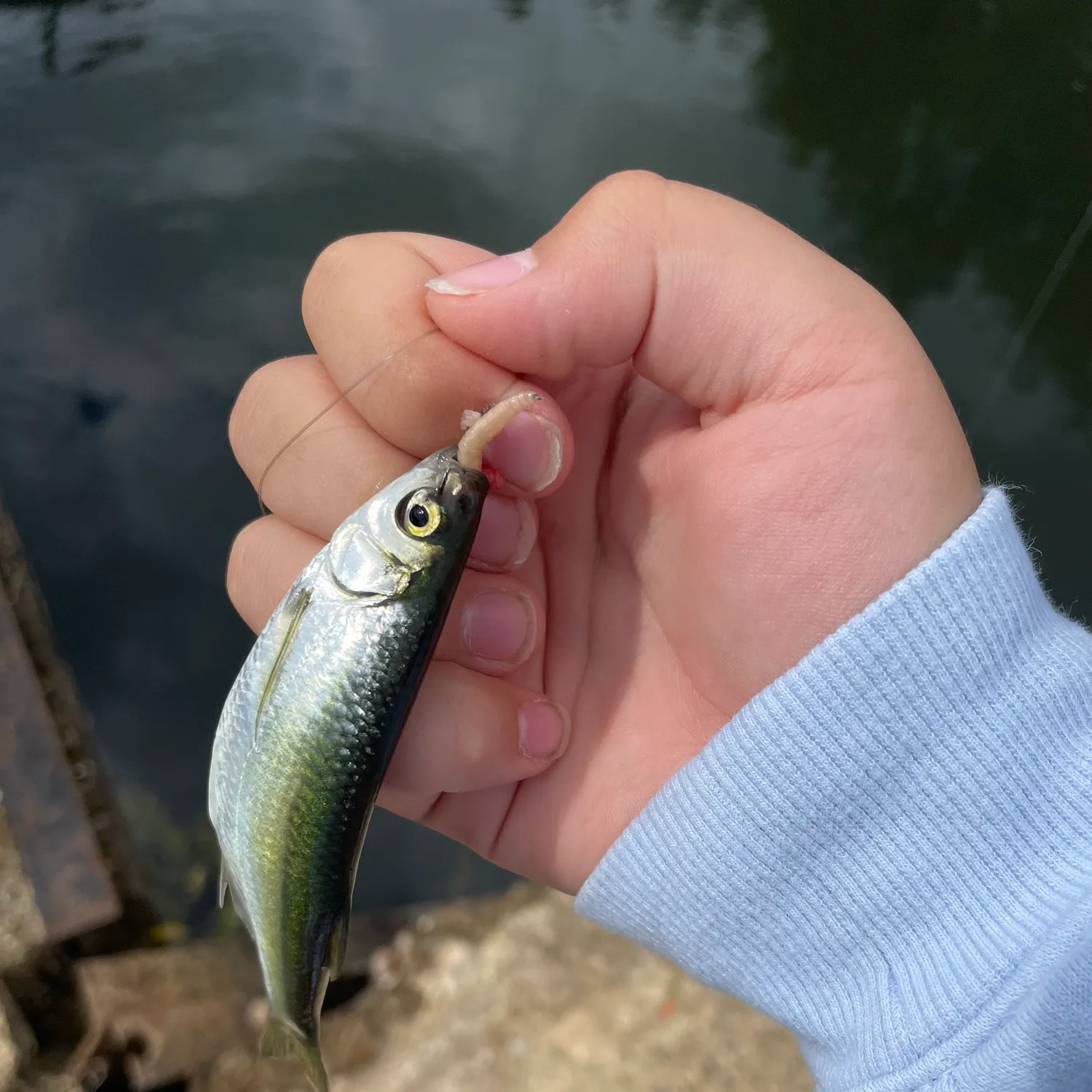 Common dace caught on Fishbrain