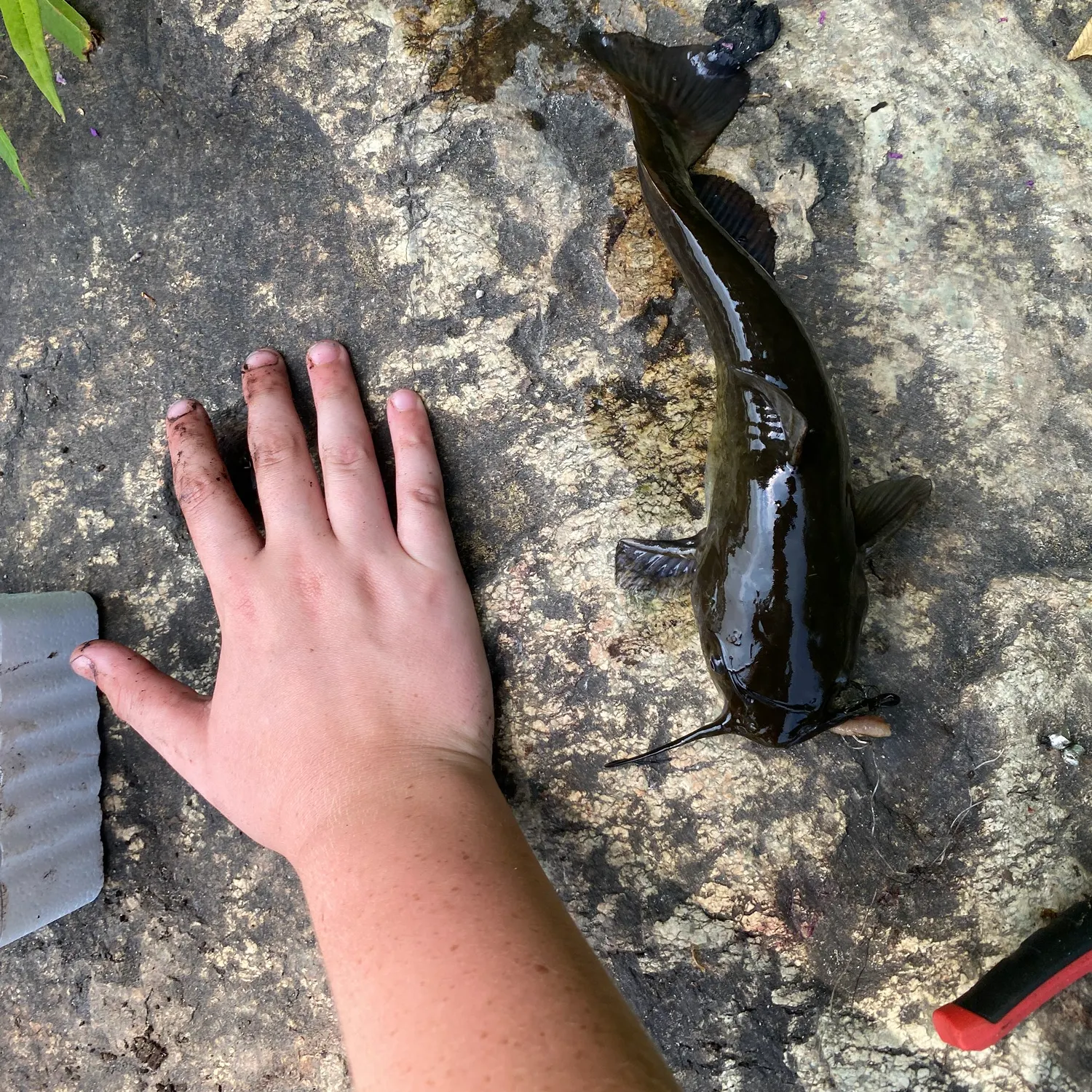 Black bullhead caught on Fishbrain