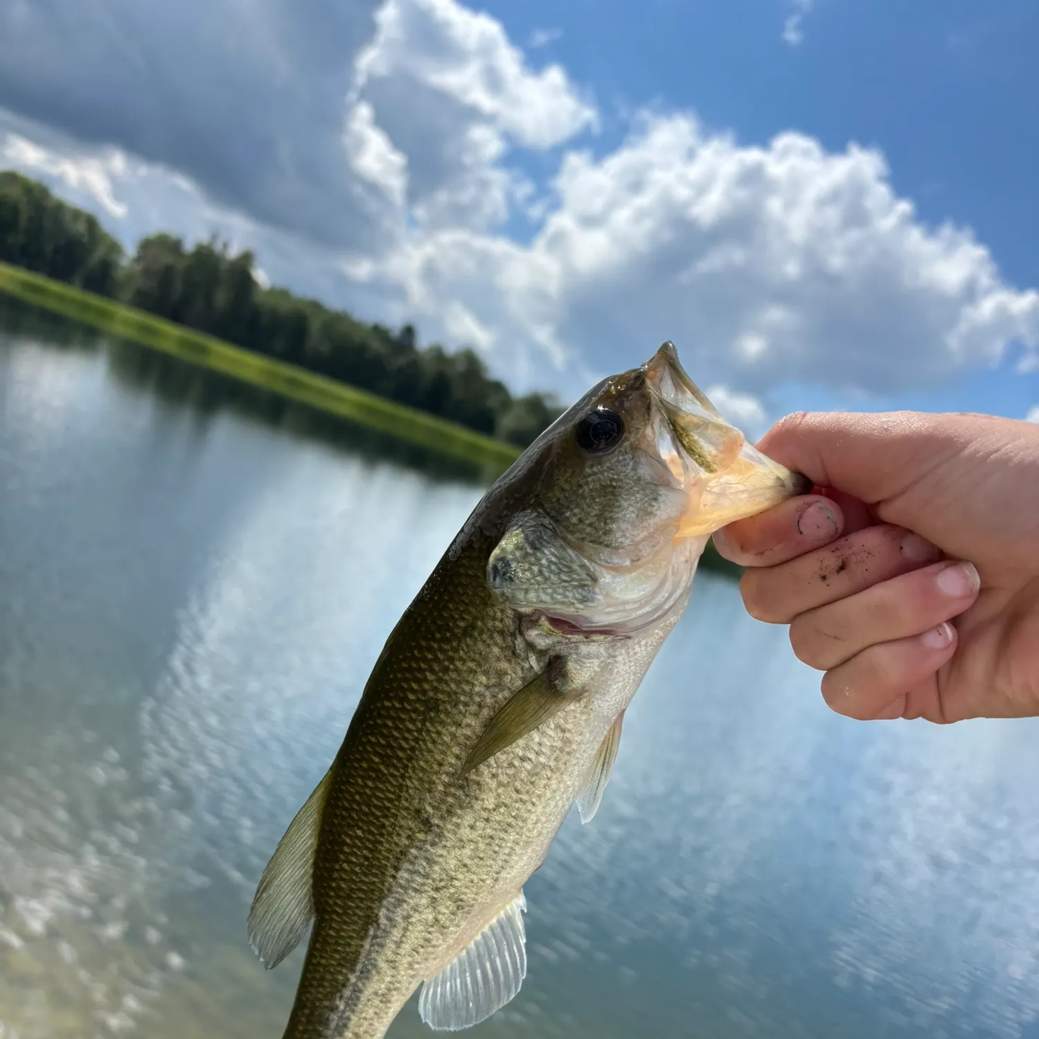 Largemouth bass caught on Fishbrain