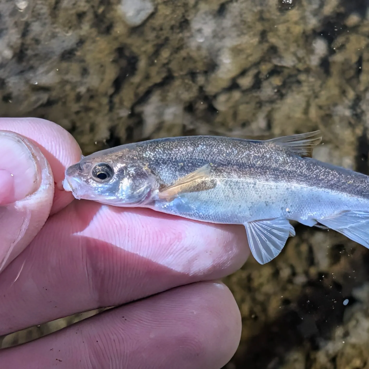 The most recent Longfin dace catches on Fishbrain