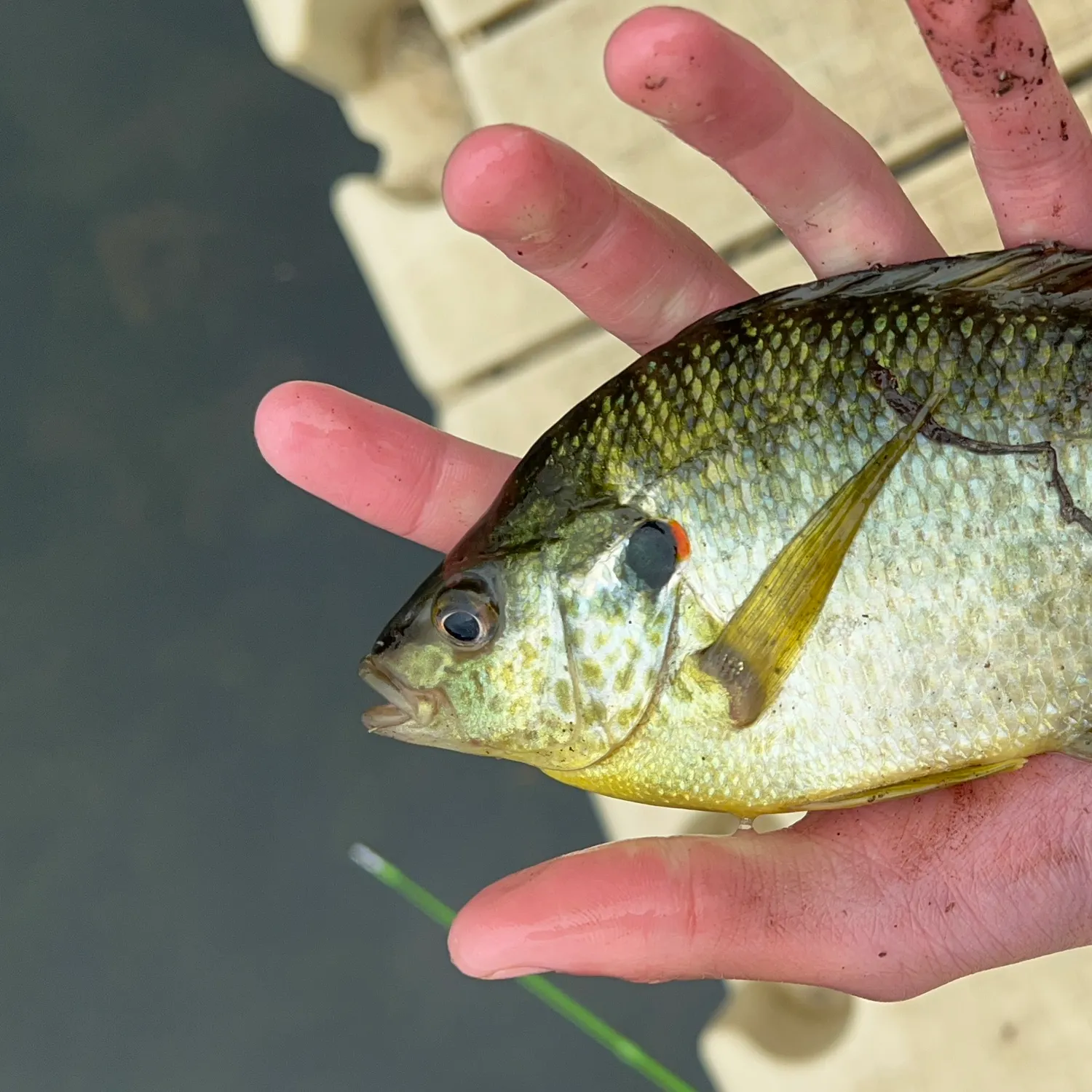 The most recent Redear sunfish catches on Fishbrain