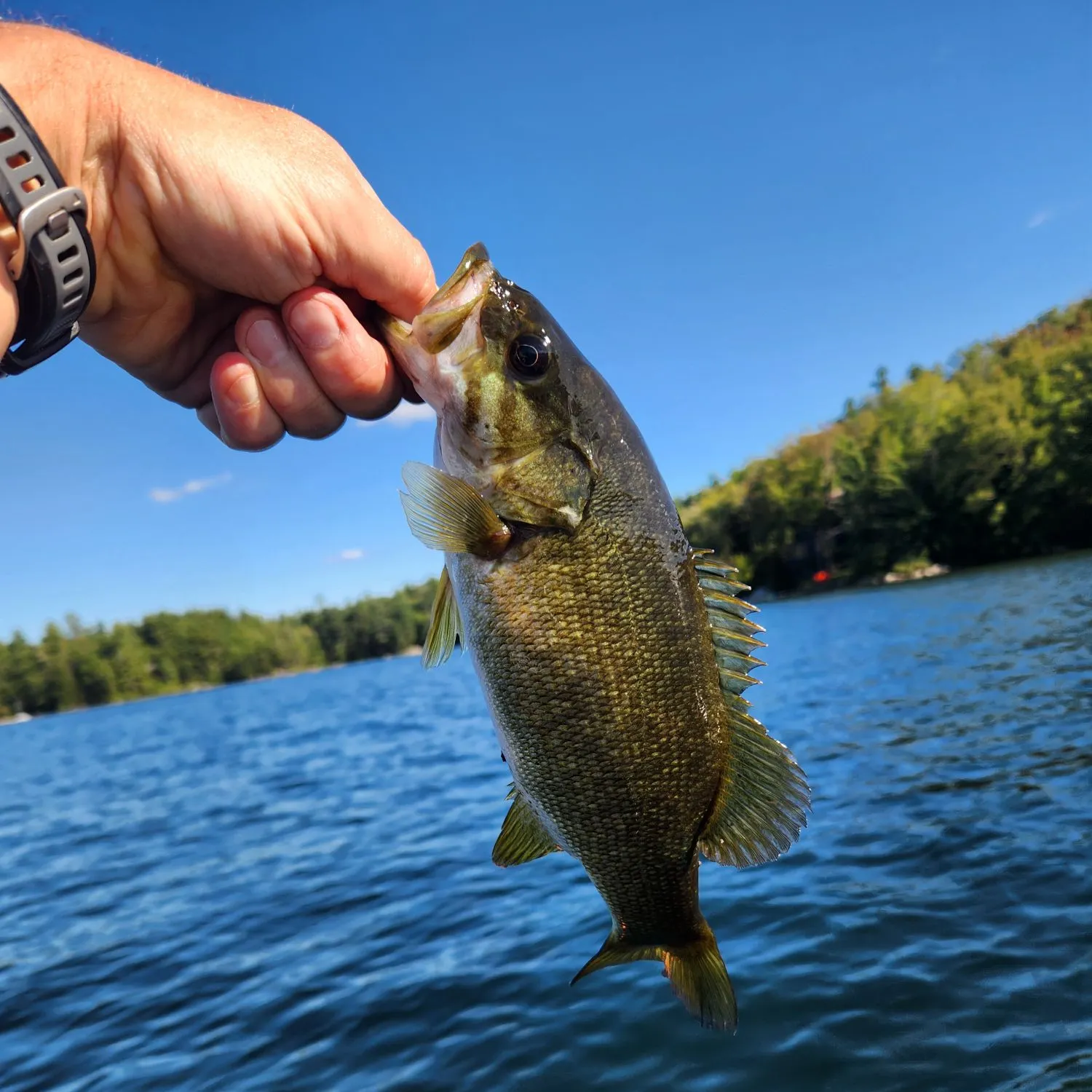 Smallmouth bass caught on Fishbrain