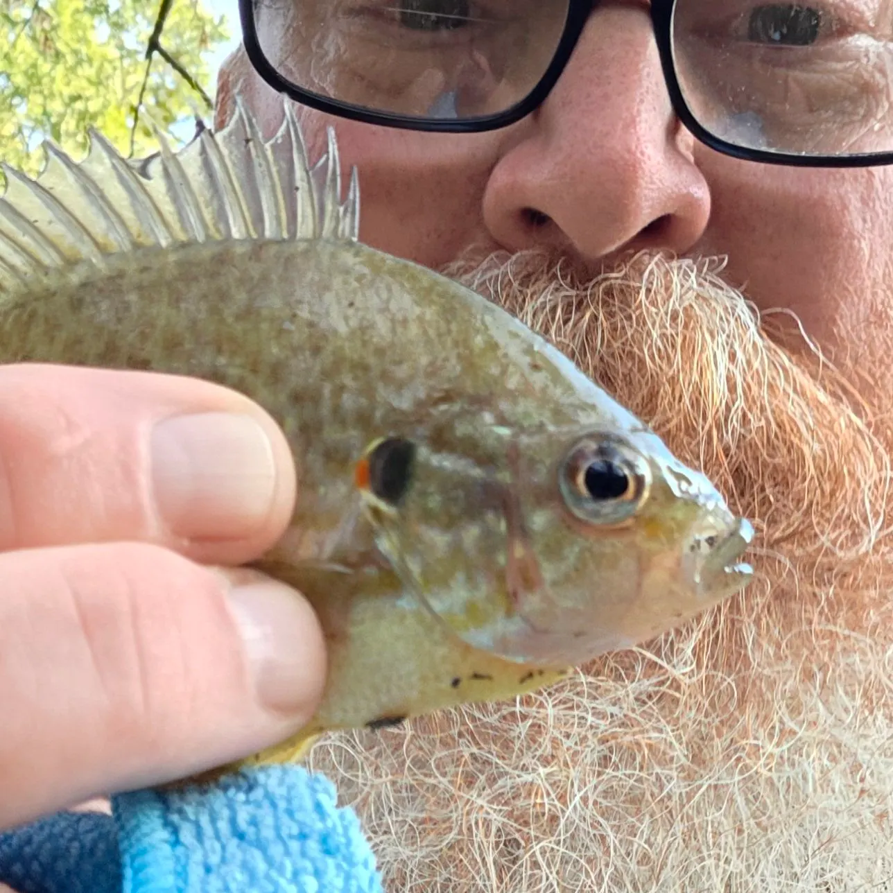 Redear sunfish caught on Fishbrain