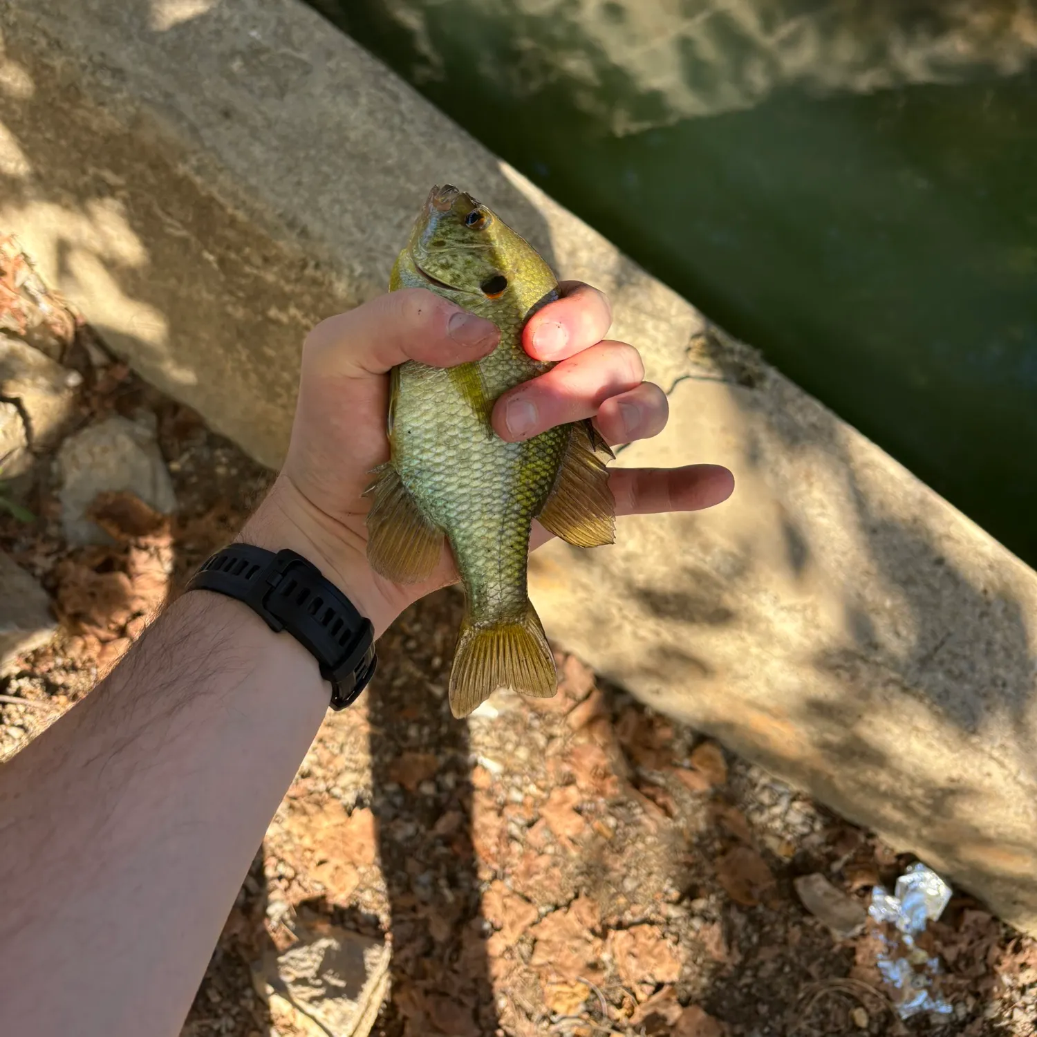 Bluegill caught on Fishbrain