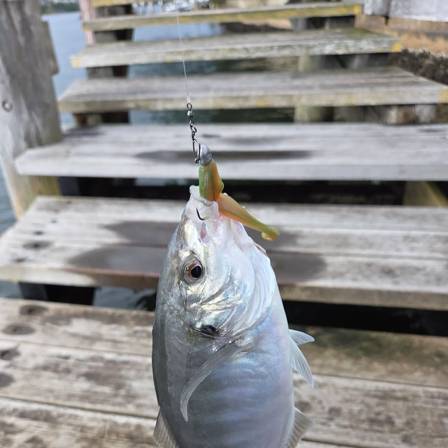 The most recent Silver trevally catches on Fishbrain