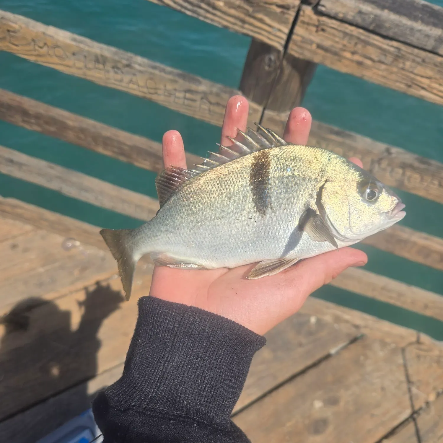 The most recent Silver grunt catches on Fishbrain