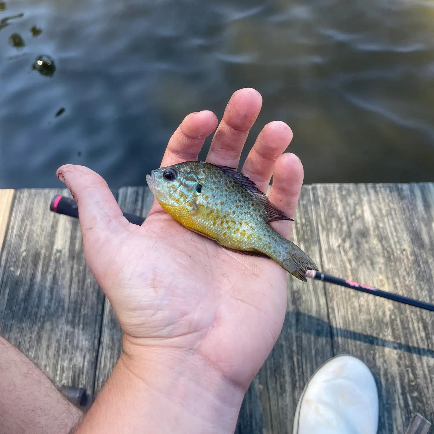 Orangespotted sunfish caught on Fishbrain