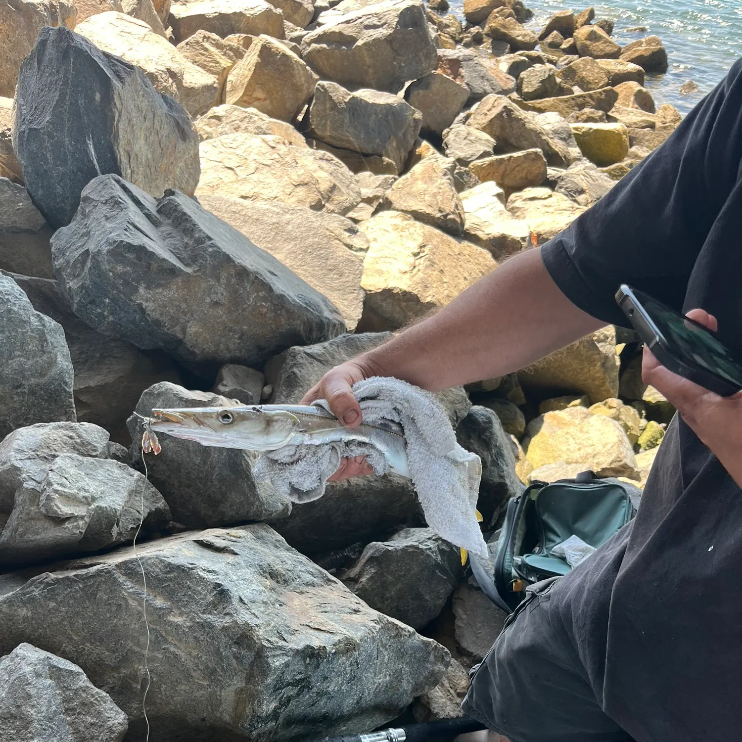 The most recent Pacific barracuda catches on Fishbrain