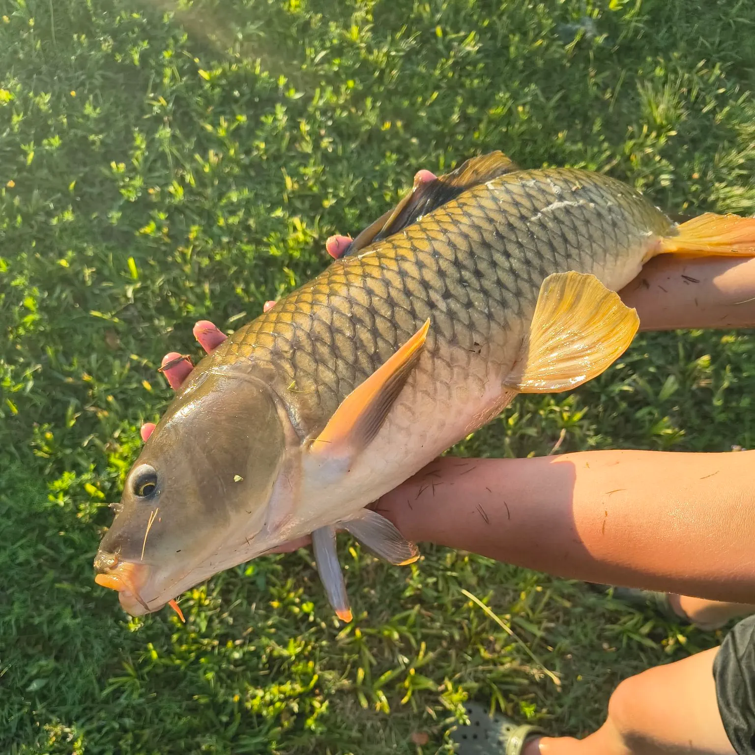 Common carp caught on Fishbrain
