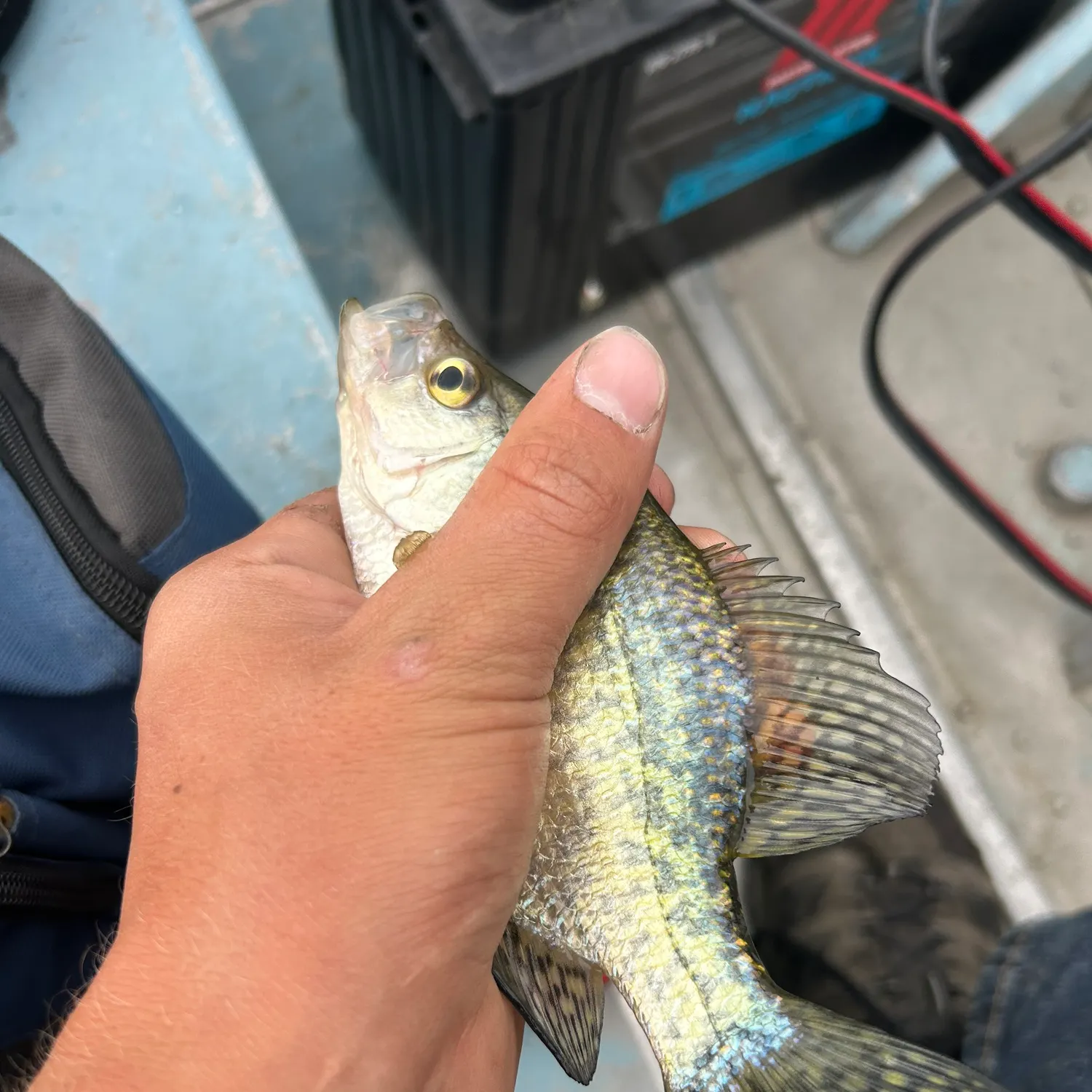 Black crappie caught on Fishbrain
