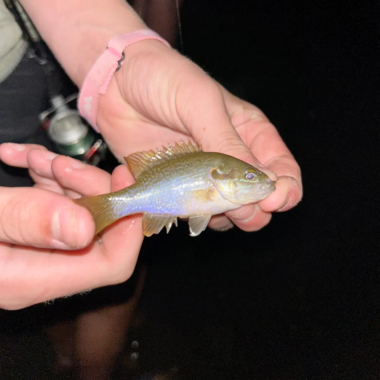 Green sunfish caught on Fishbrain